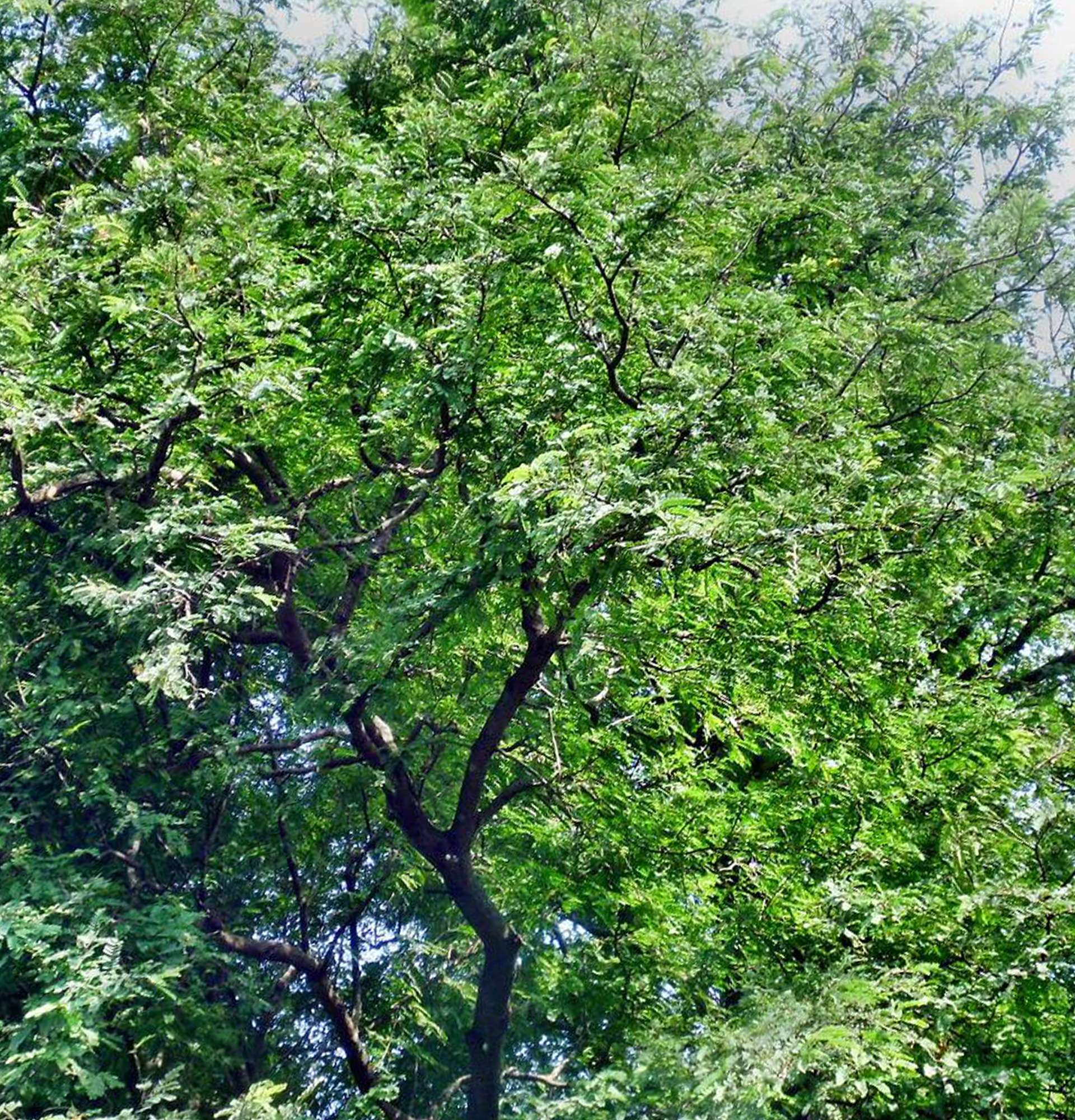  дерево Тамаринд фото - садовые растения