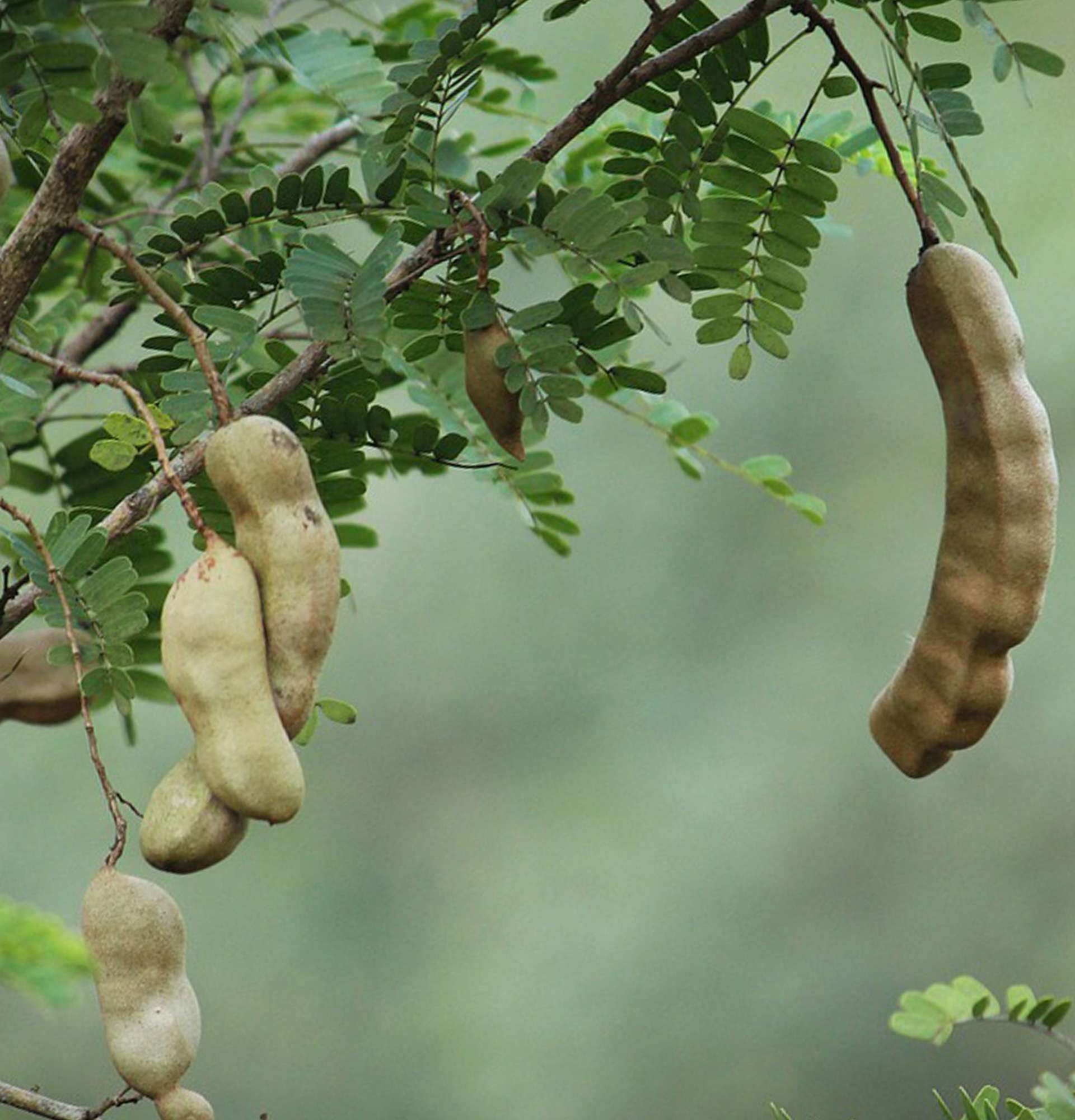  тамаринд фрукт фото - индийский финик плоды
