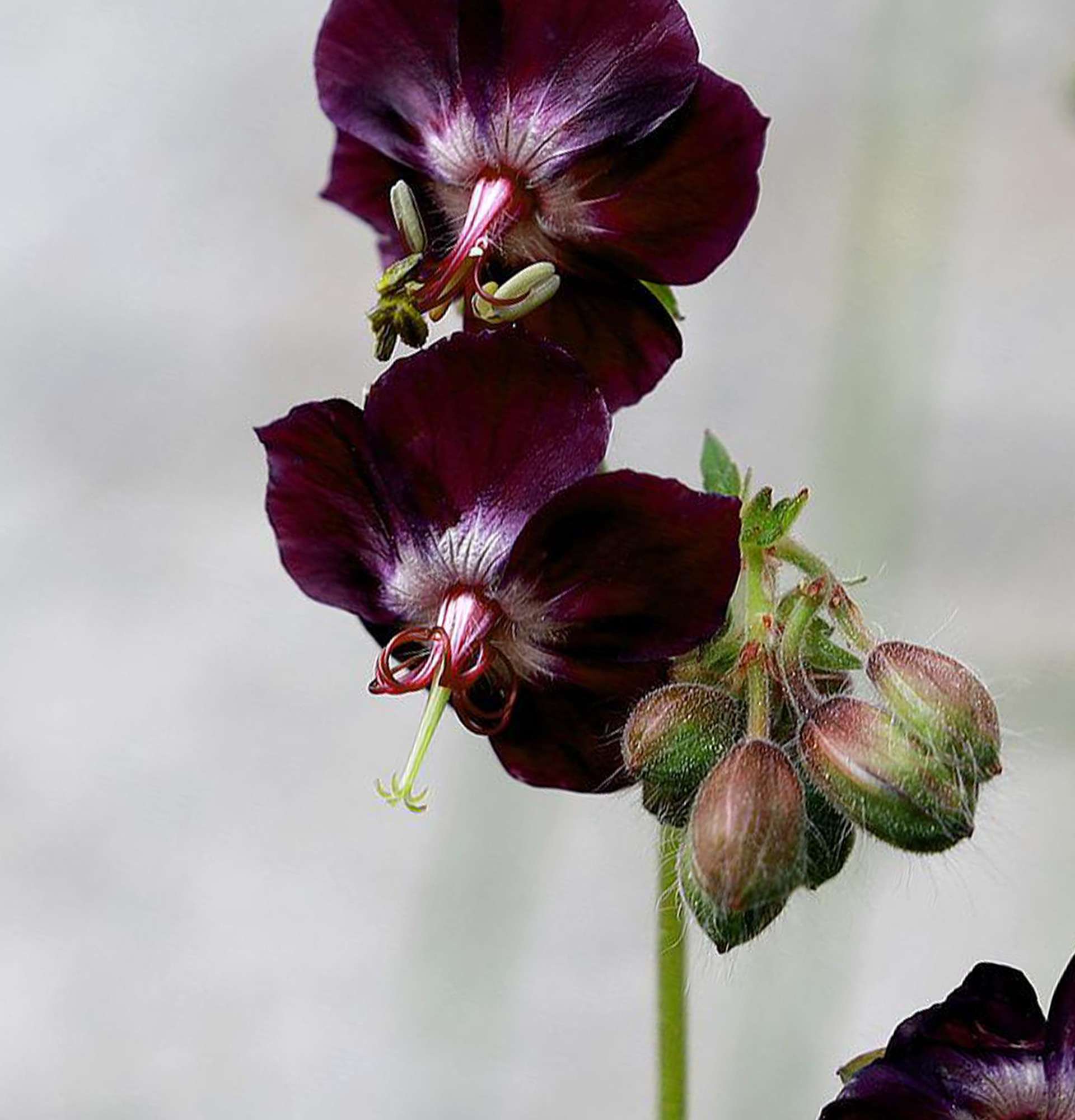 dark black geranium photo - crail