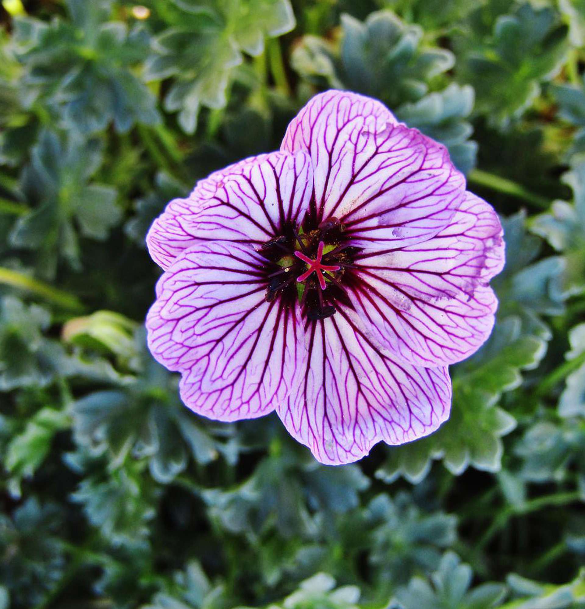 garden geranium photo - striped flower