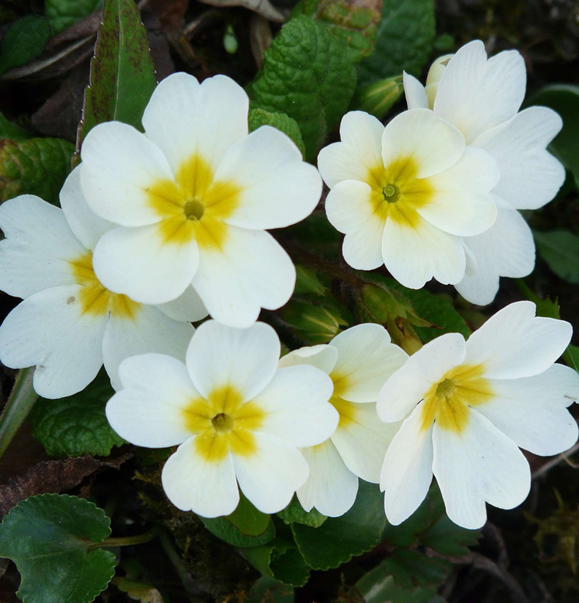 weißes Primelfoto - blühende Blumen des Gartens