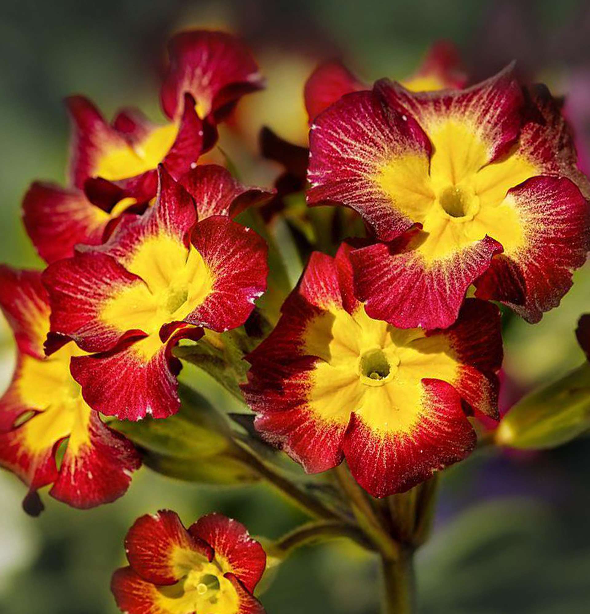 yellow-red primrose photo - plant rams