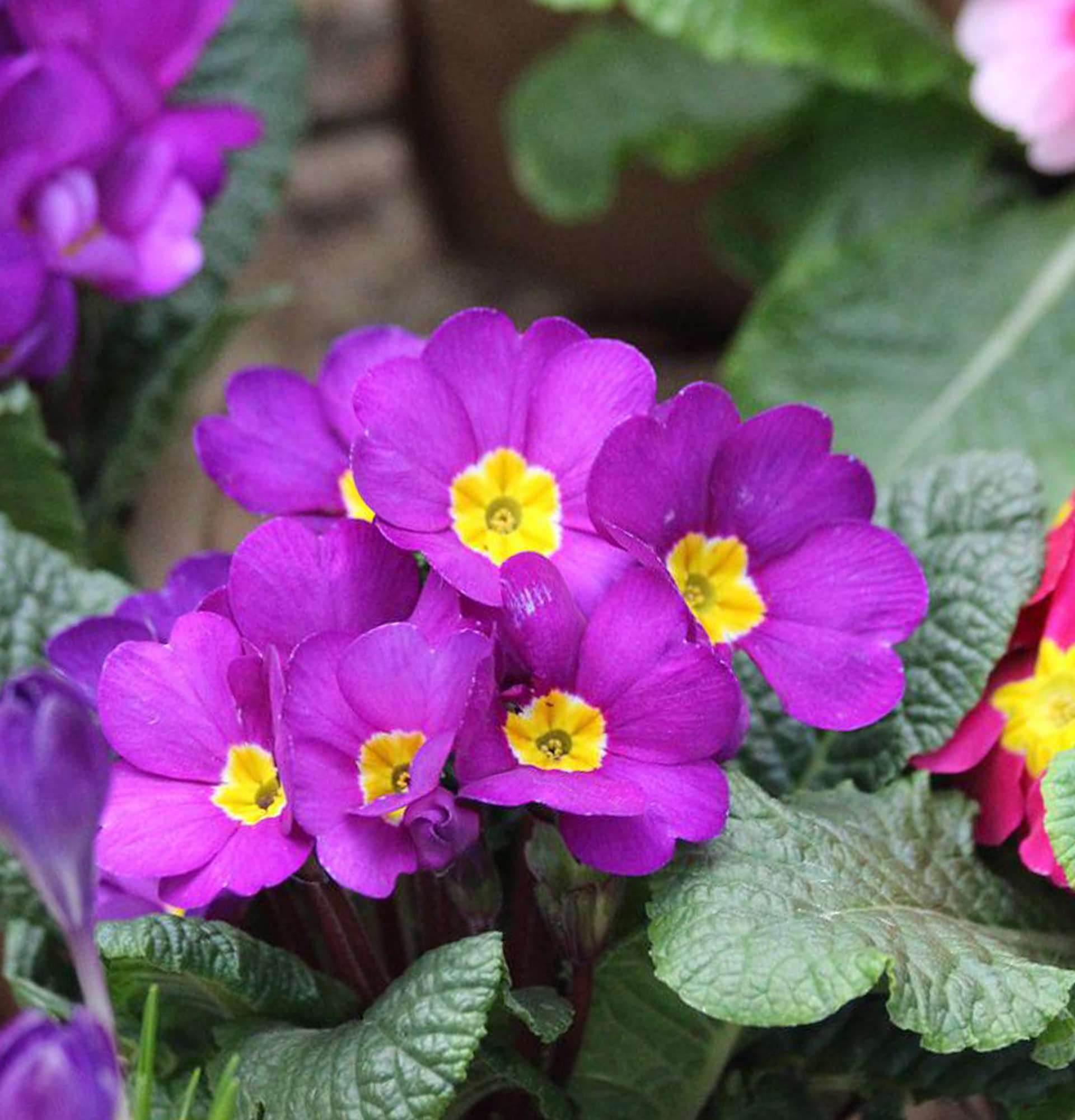  примула фиолетовая фото - первоцвет домашний и садовый