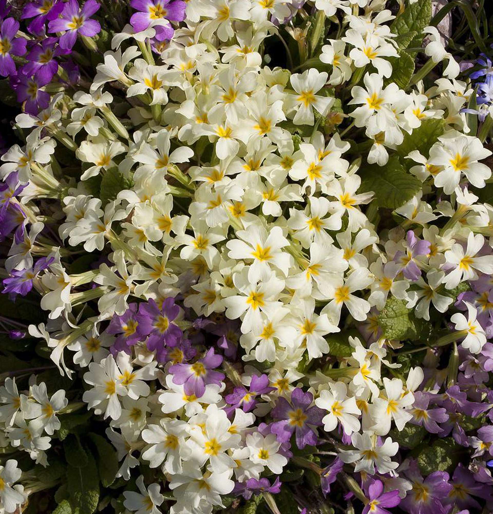 ogród gęsto kwitnące kwiaty zdjęcie - klucze
