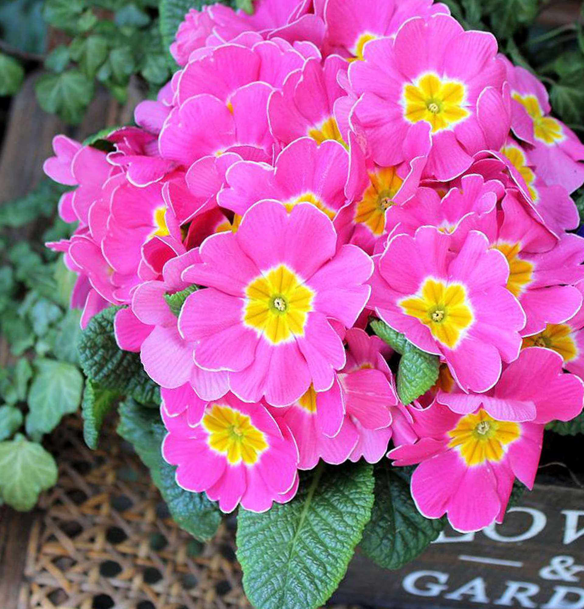 primrose pink-yellow photo - primrose flowerpot
