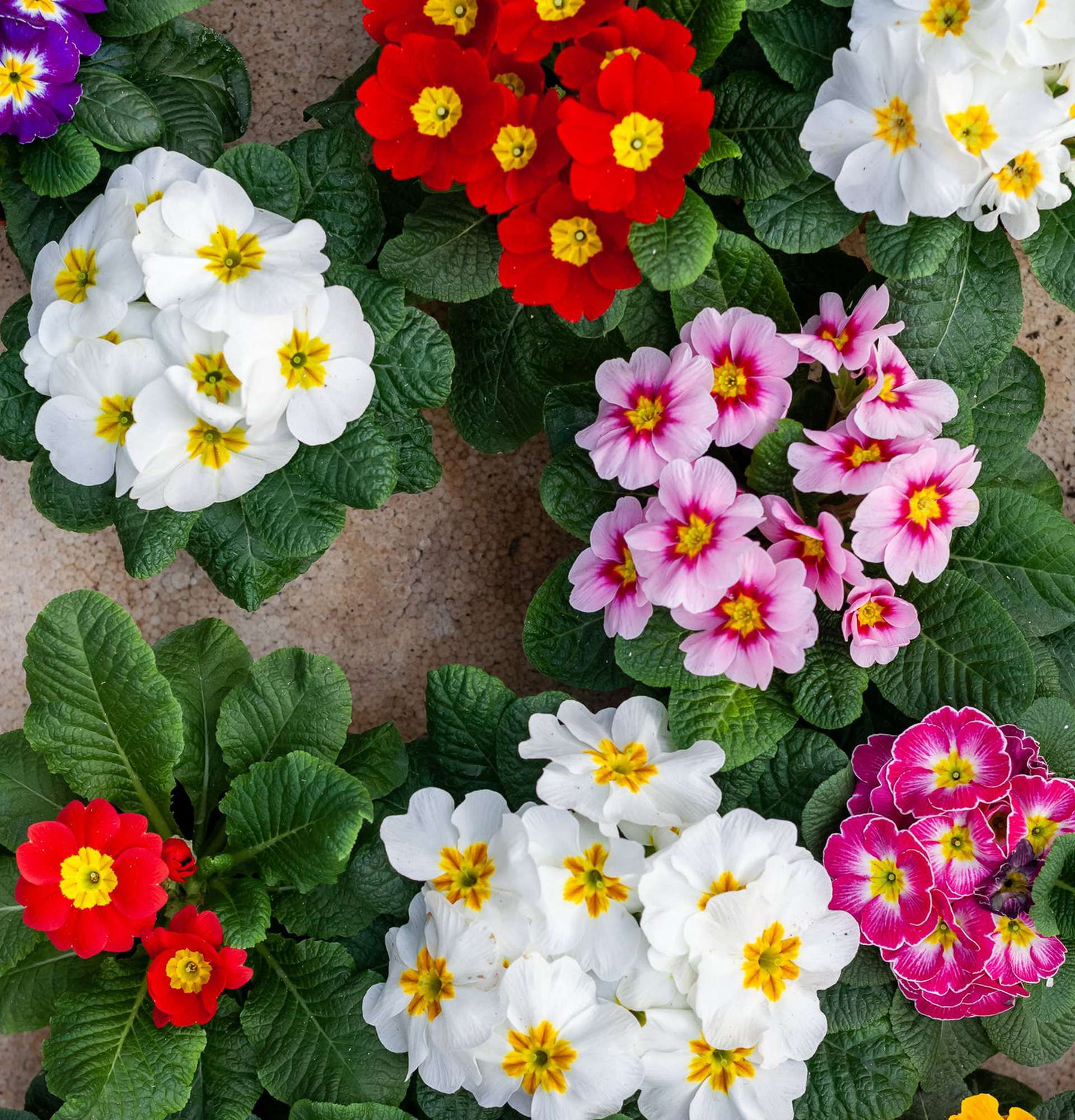 flowering plants in pots photo - multi-colored primroses