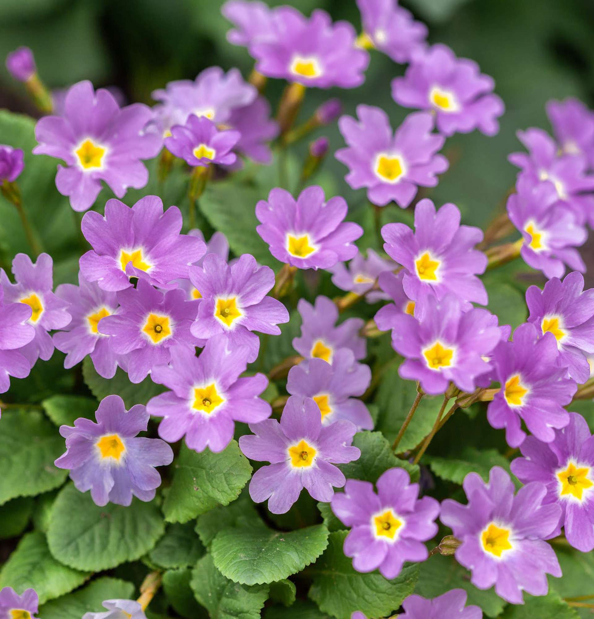 primrose lilac photo - garden flowers