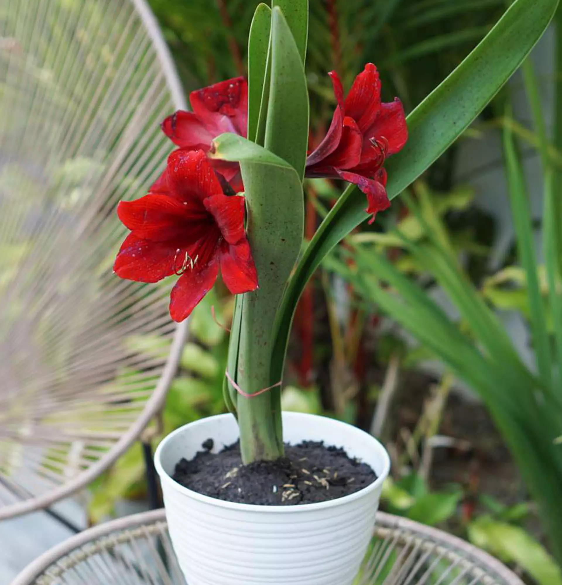 Амариллис красный фото - цветущее растение