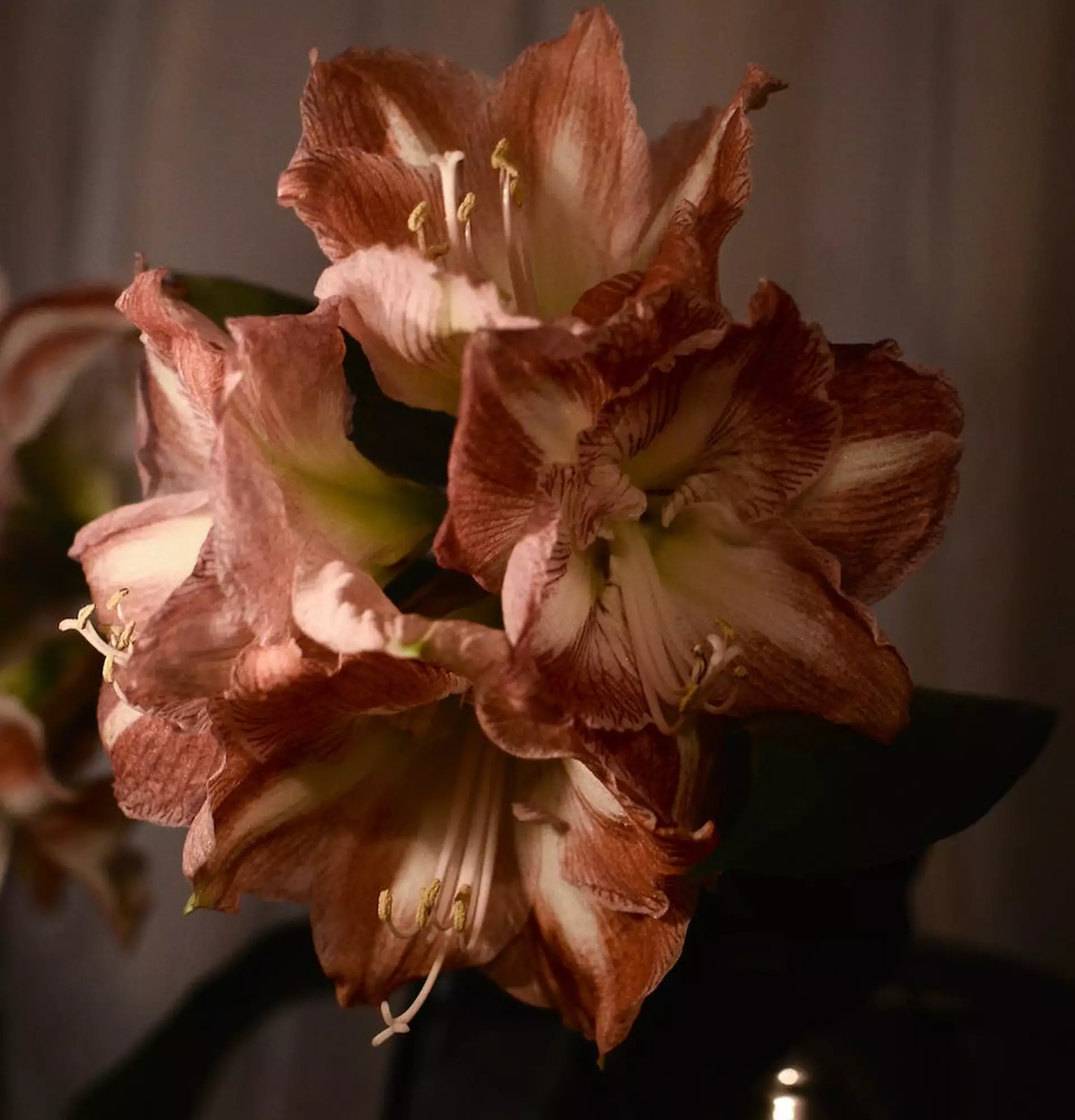 Амариллис светлый фото - растение обнаженная дама