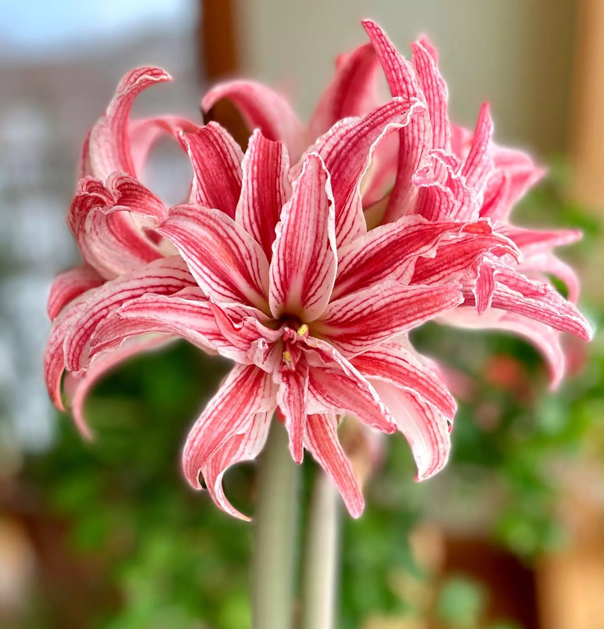 Амариллис розовый фото - цветок обнаженная дама