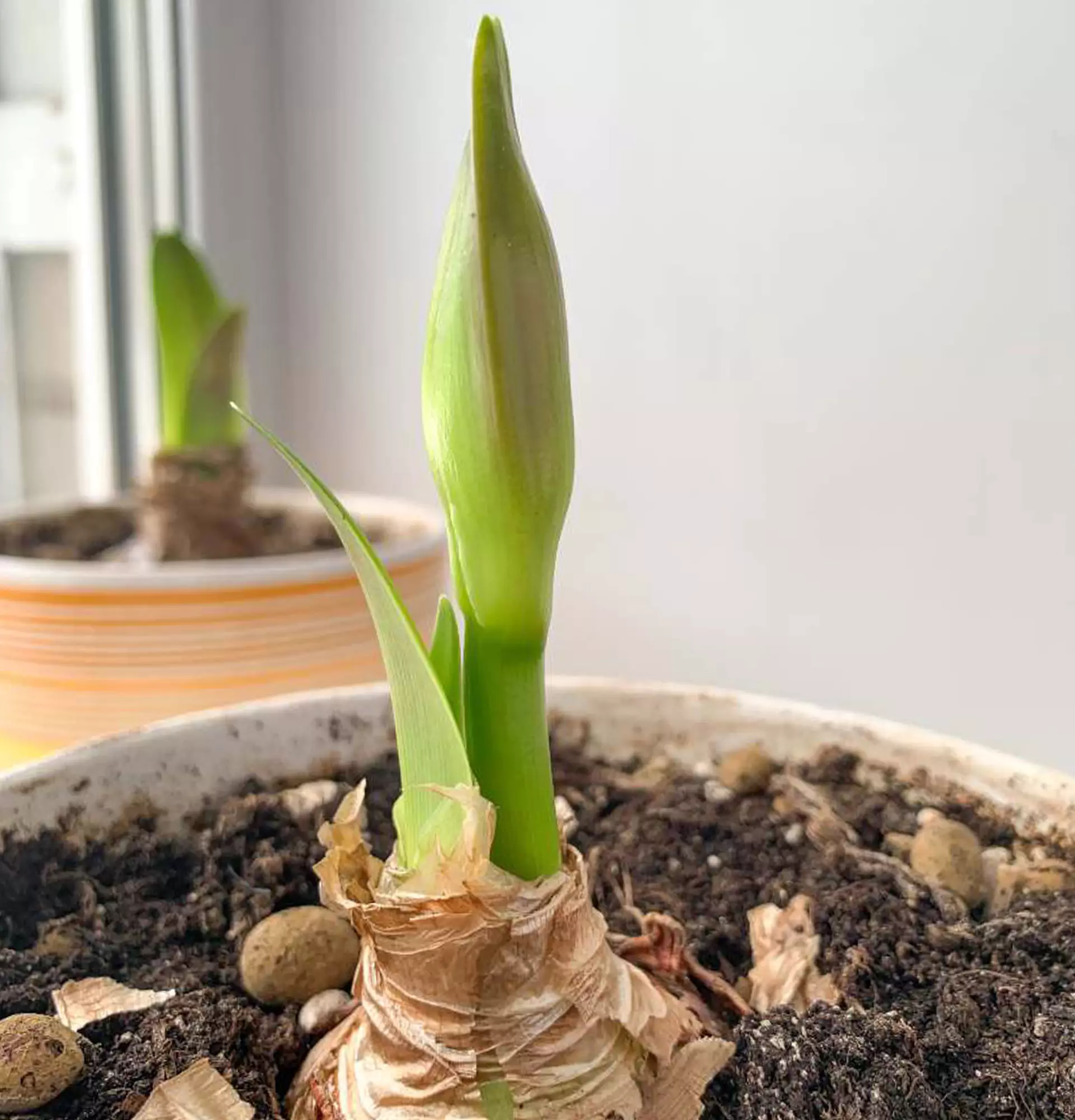 Амариллис фото - луковица растения