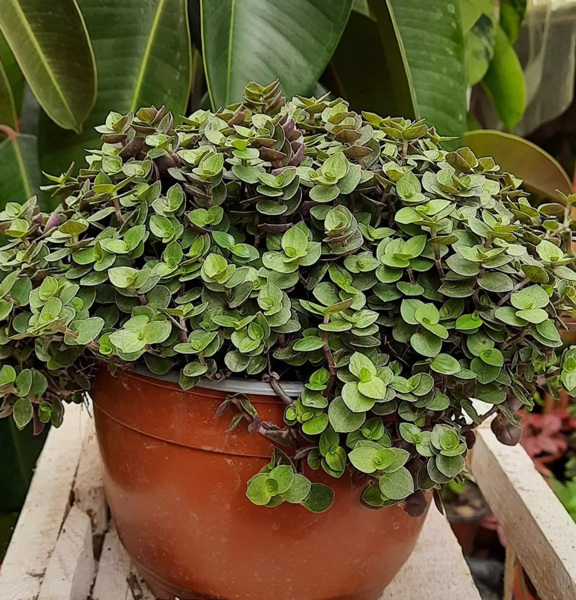 Каллизия  фото - плетеное растение