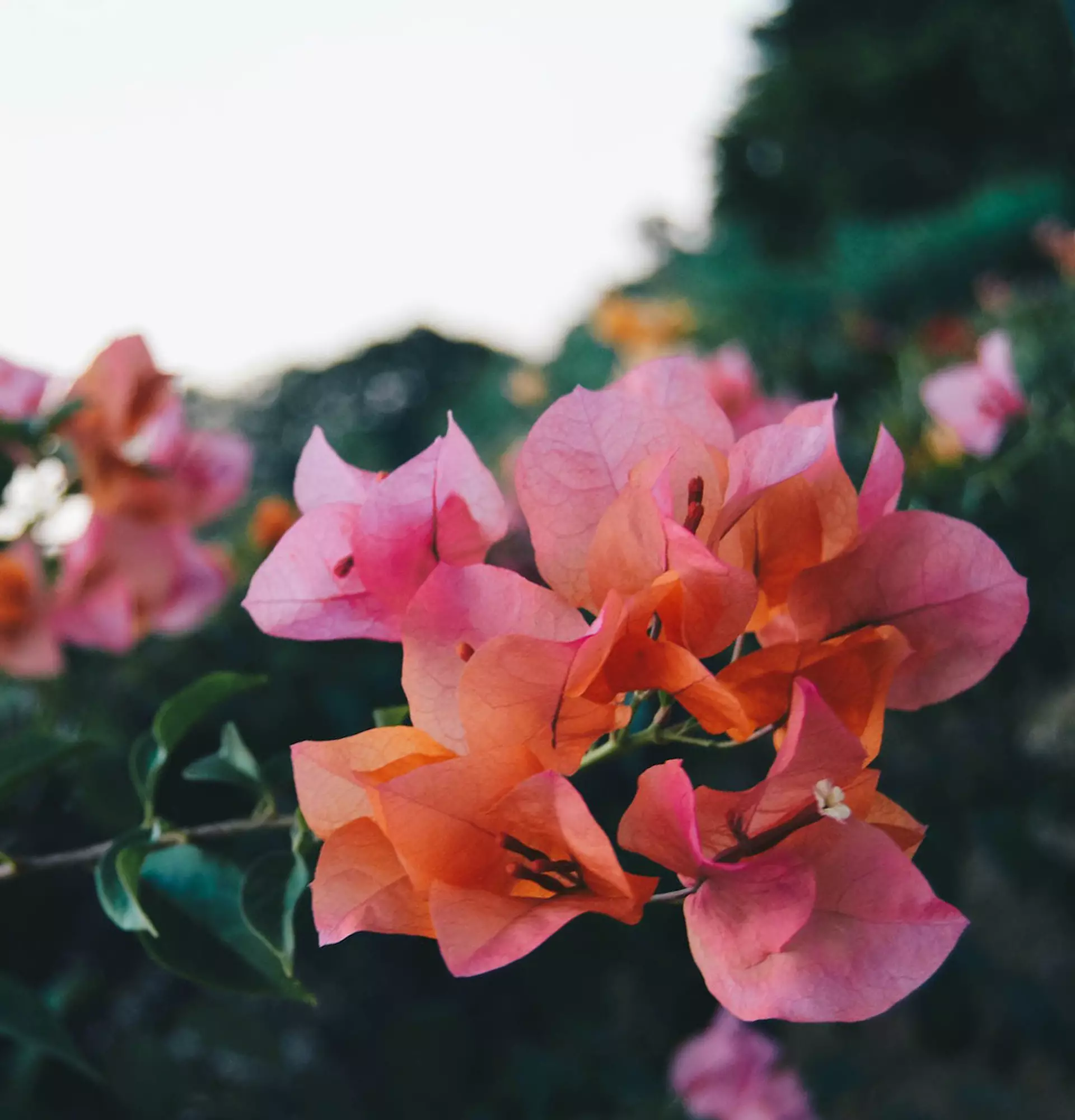 Zdjęcie kwitnącej bugenwilli - różowe kwiaty