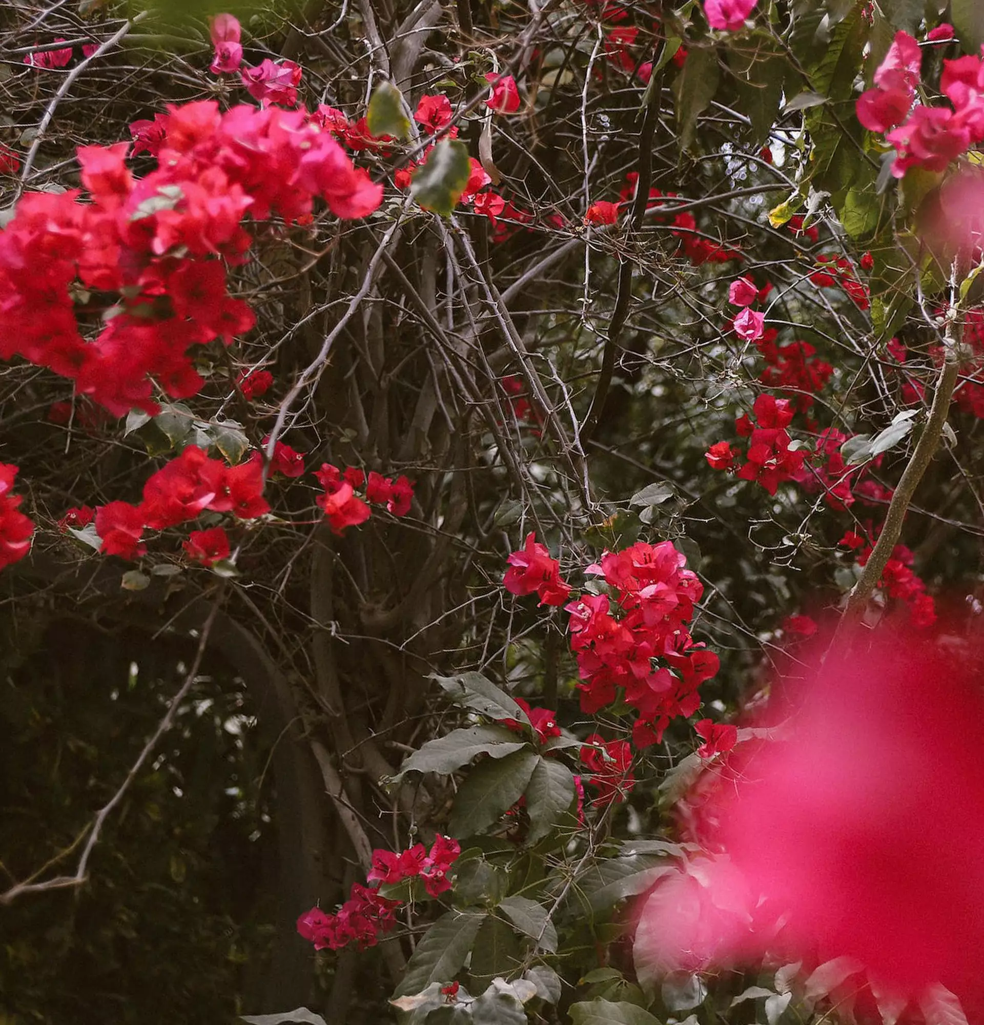 Czerwone zdjęcie Bougainvillea - kwitnące krzewy