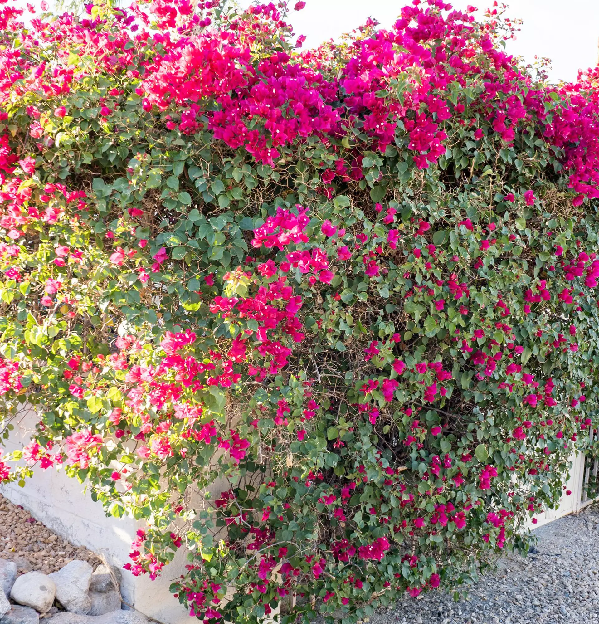Куст Бугенвиллия фото - красные цветы