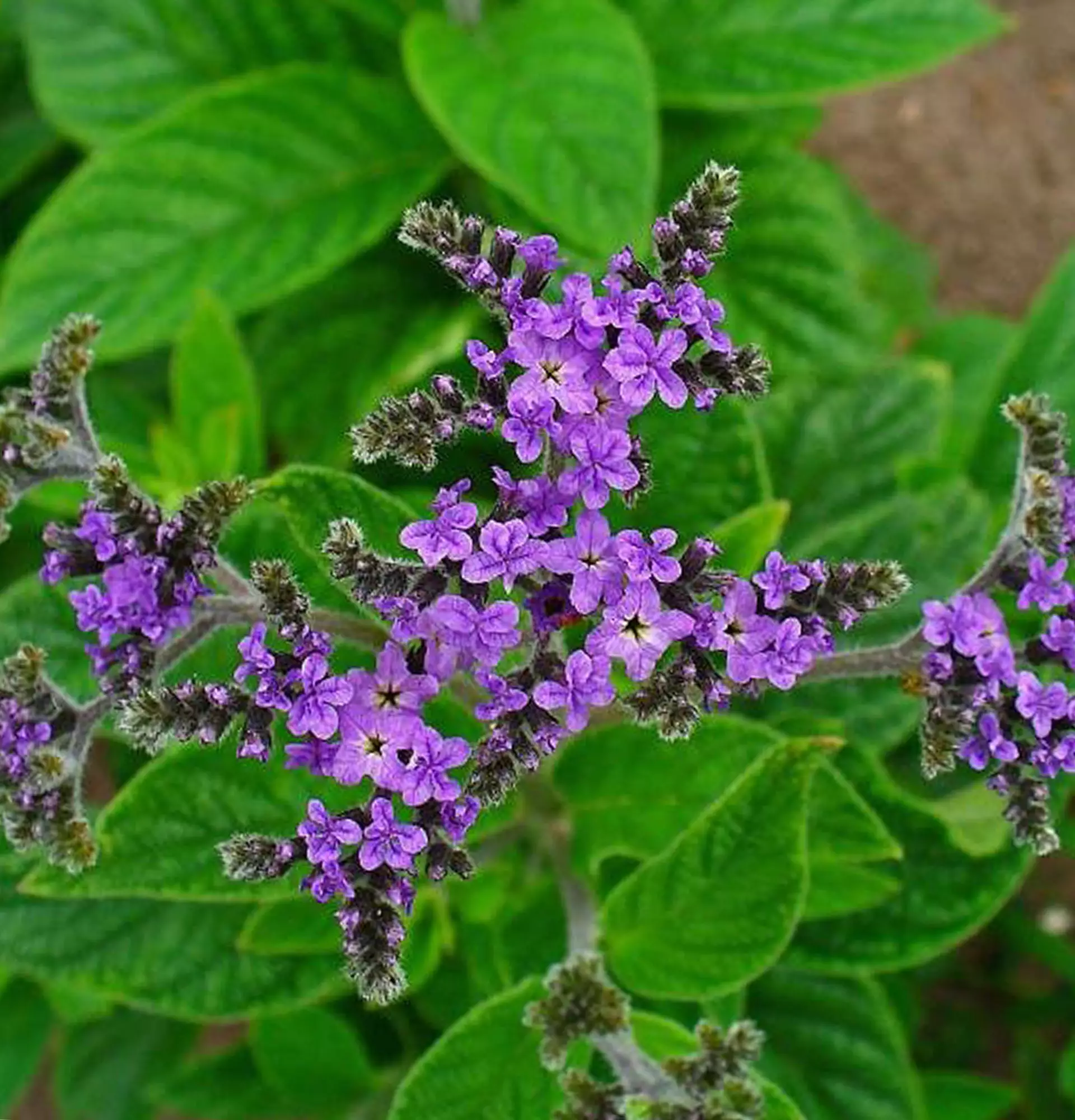 Heliotrope lilac photo - garden plants