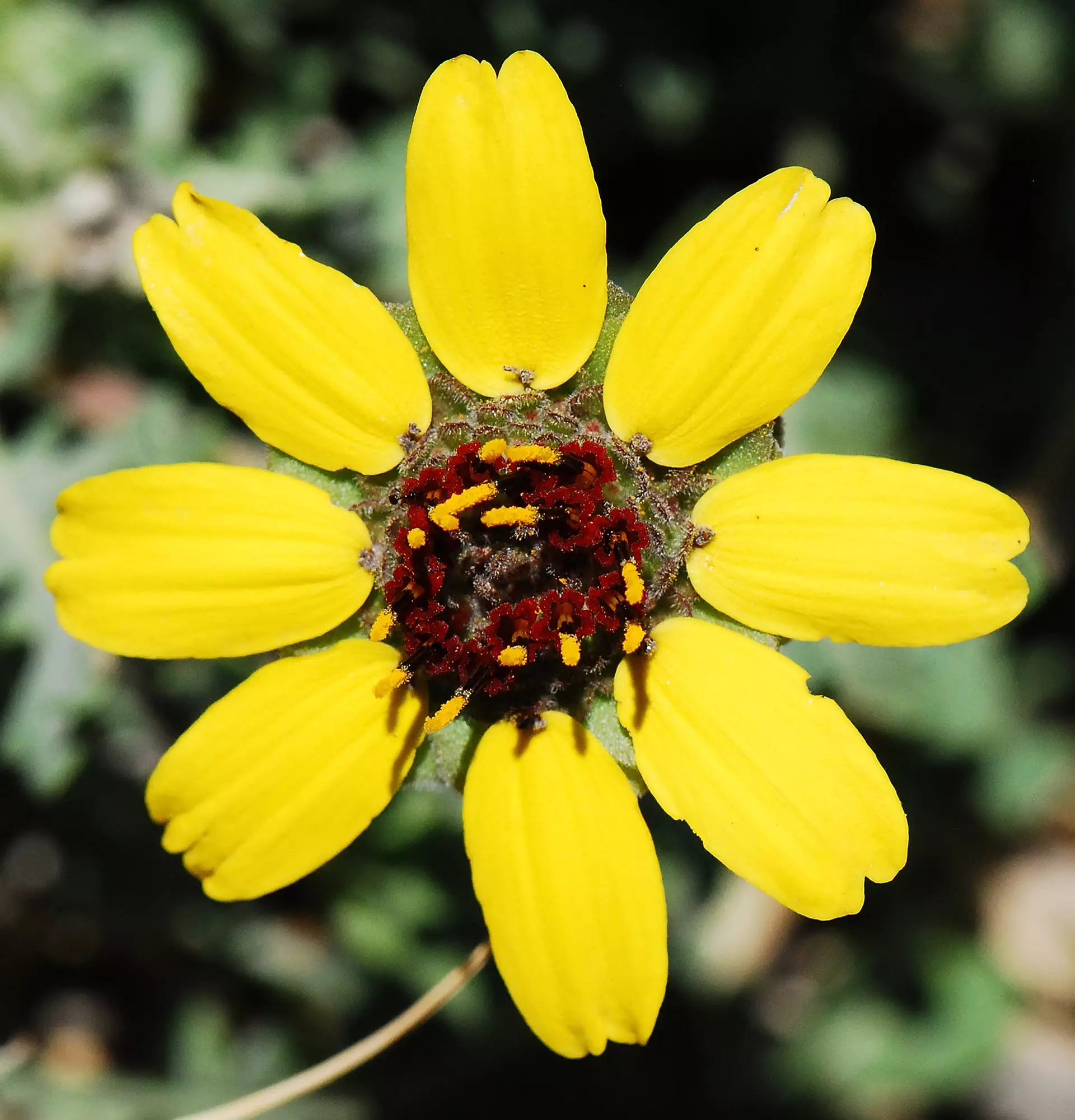 Берландієра фото - жовта квітка