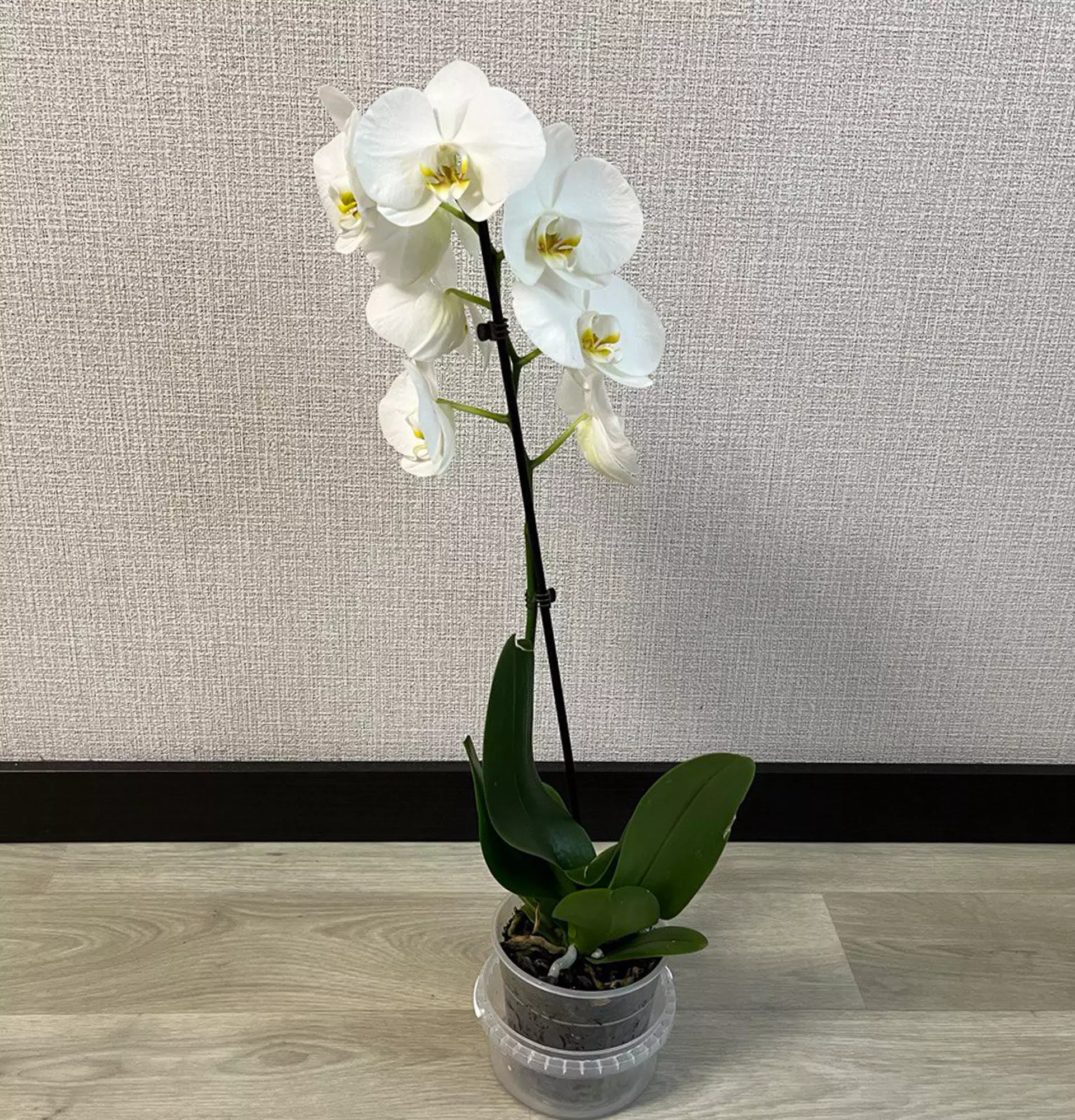 Орхидея Фаленопсис белая фото