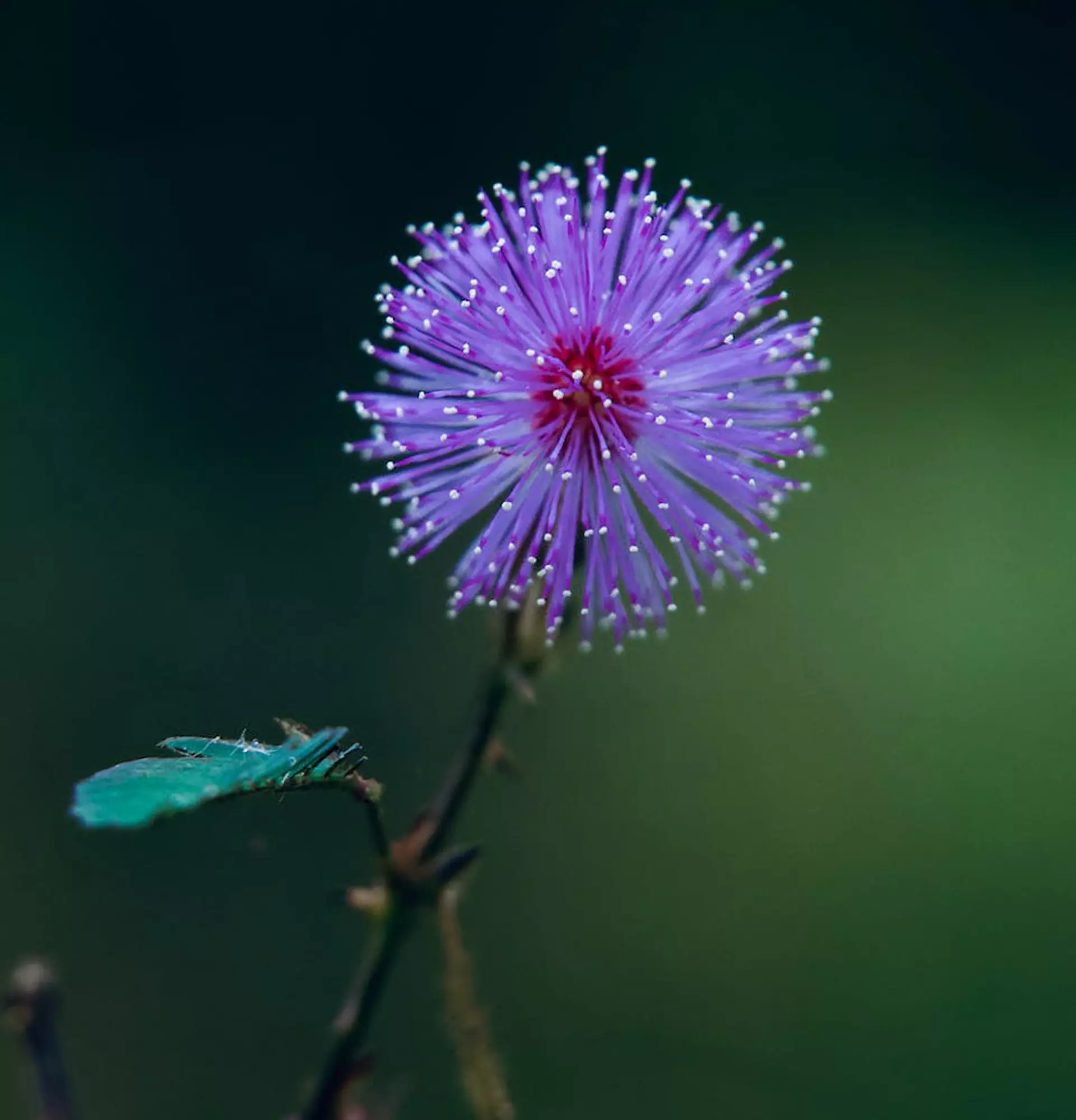 Mimosenfoto - Fass-mich-nicht-Blume an