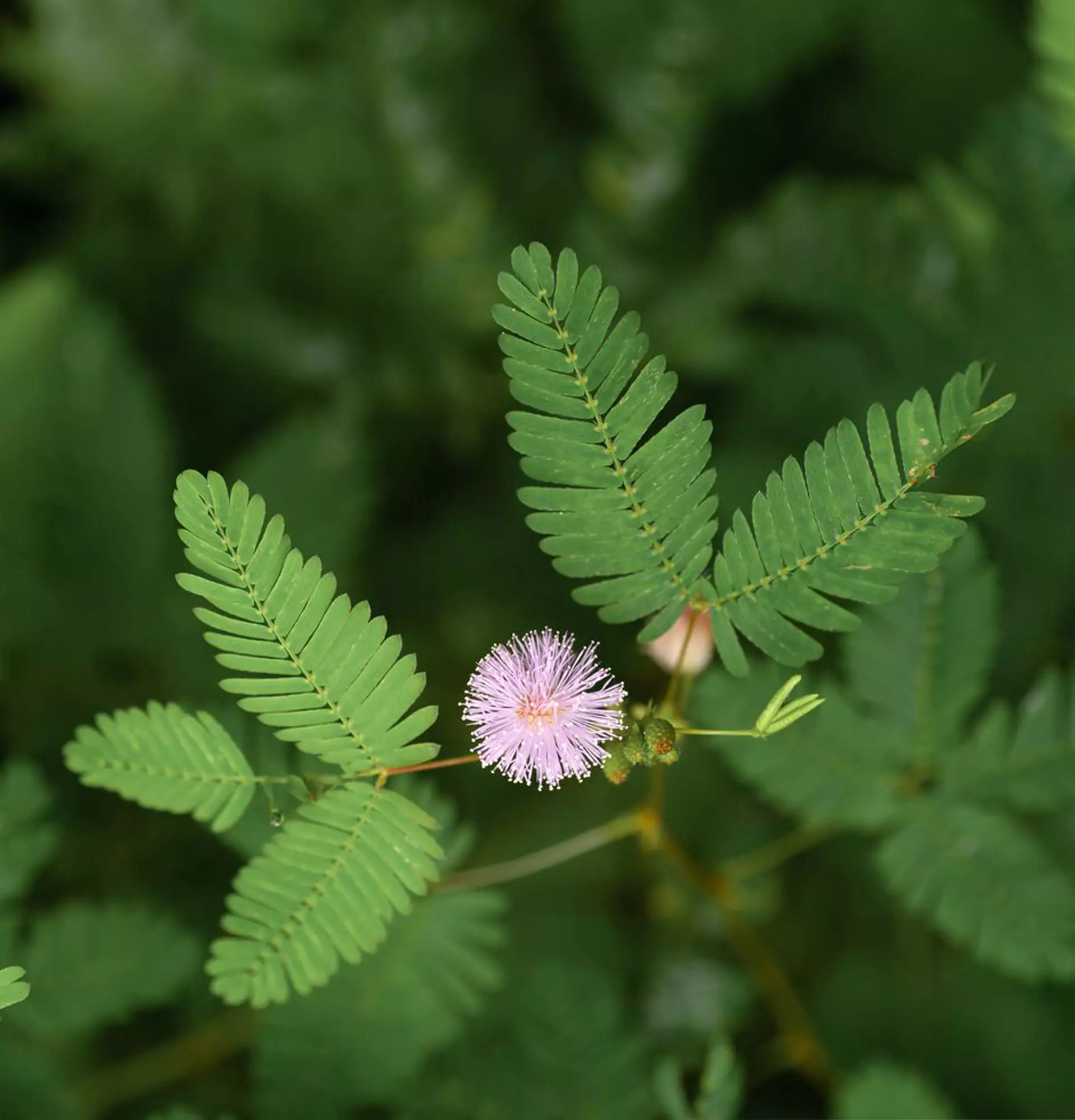Schüchternes Foto der Mimose - rosa Blume