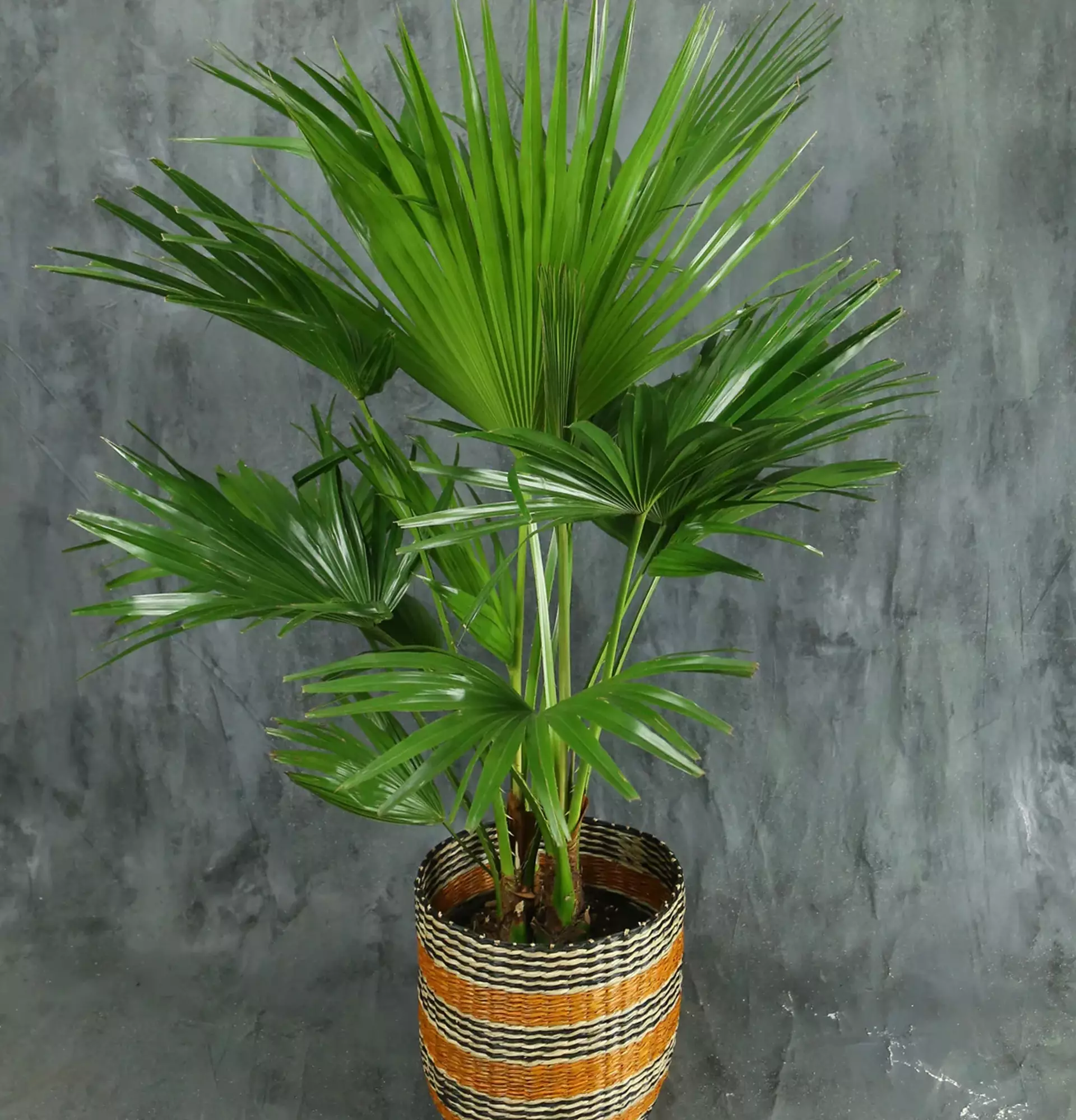 Indoor Palm Liviston photo