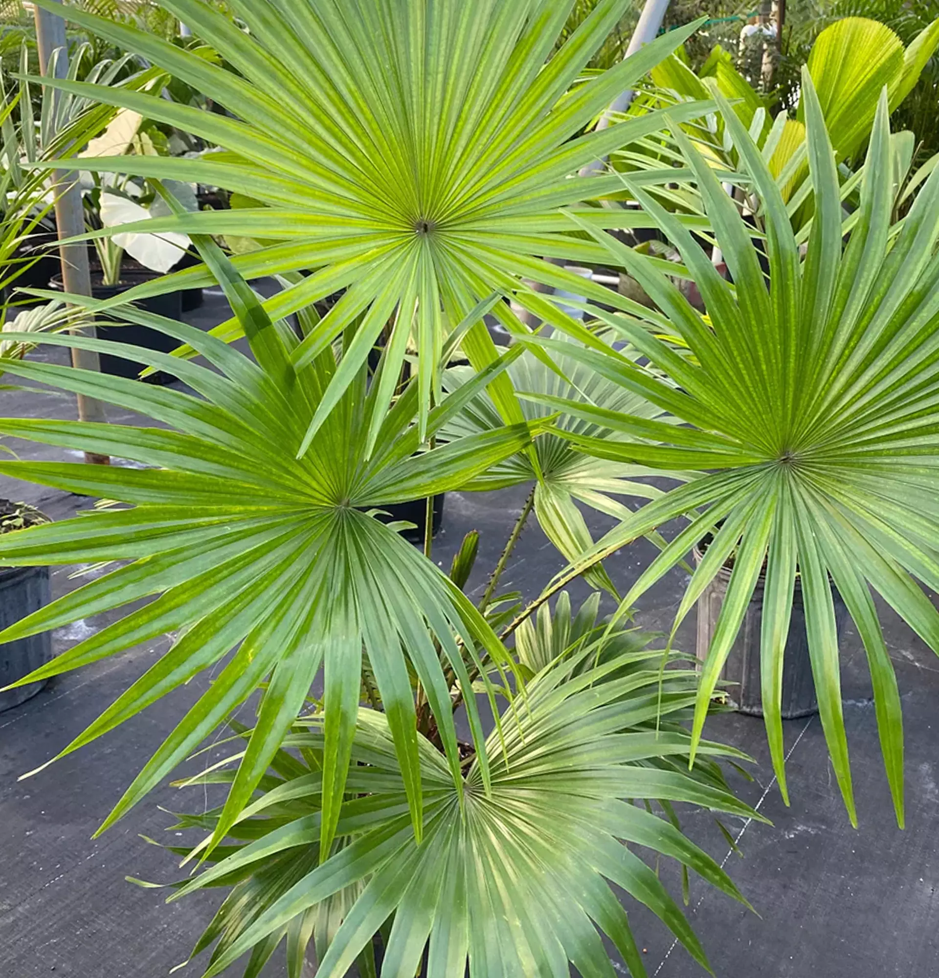 Liviston palm in a pot photo