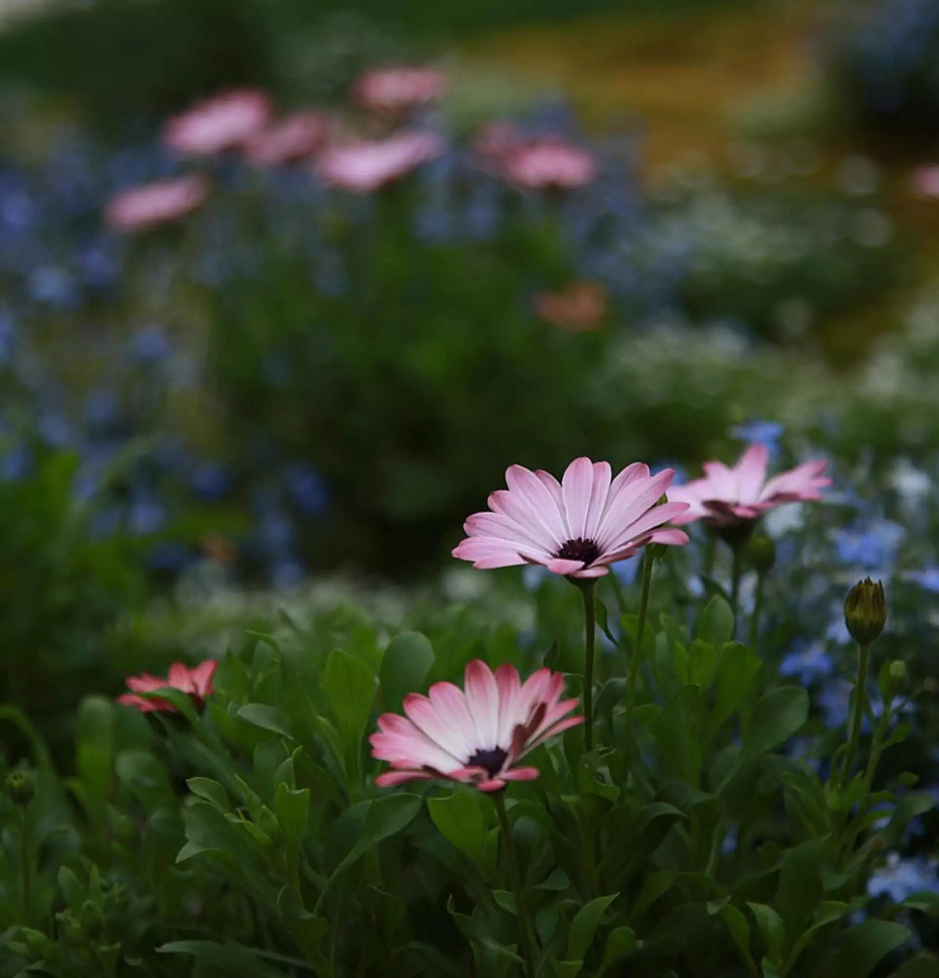 Gartenchrysanthemenfoto - rosa Blumen