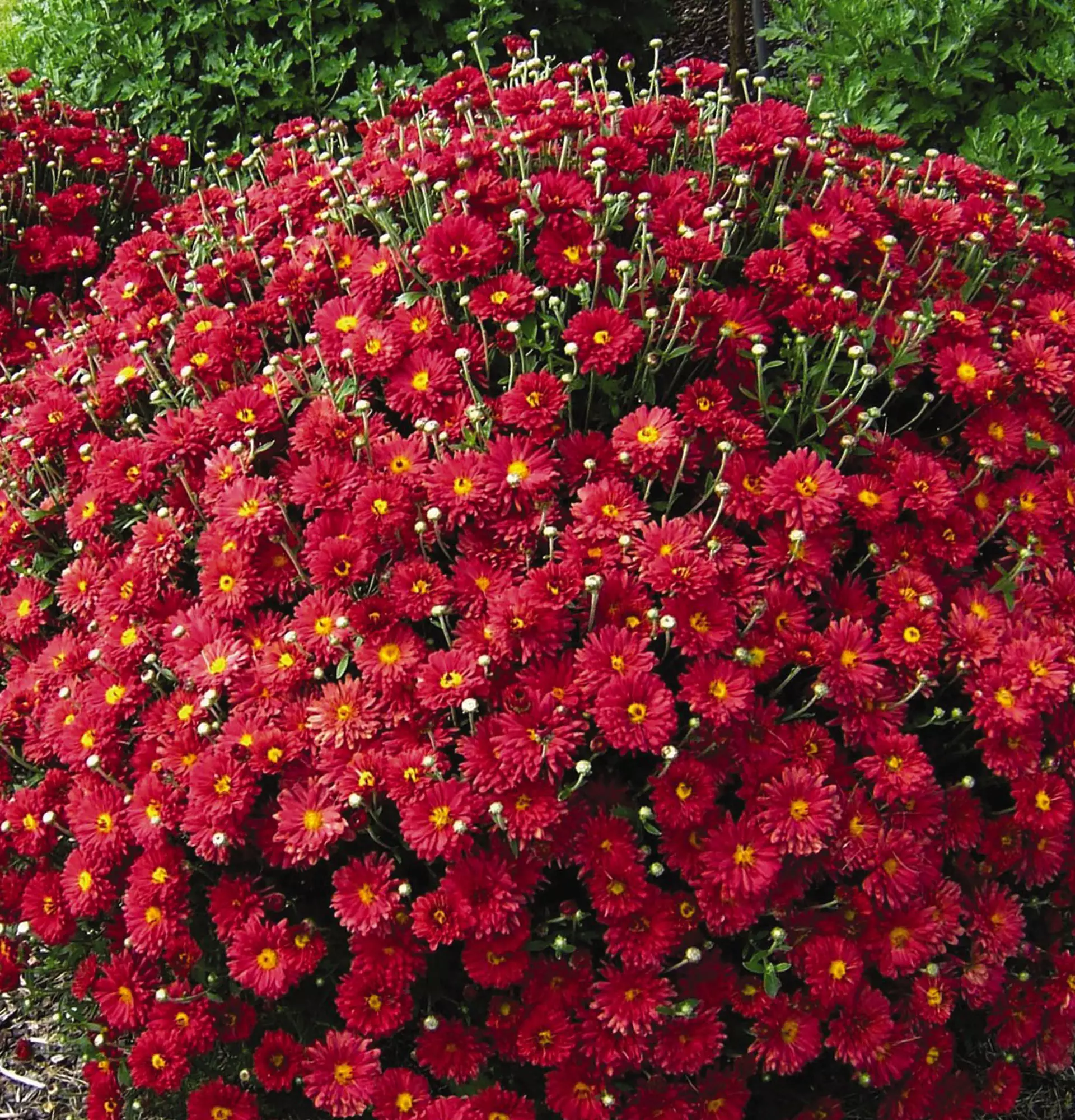 Kugelförmiges Foto der Chrysanthemen - rote Blumen