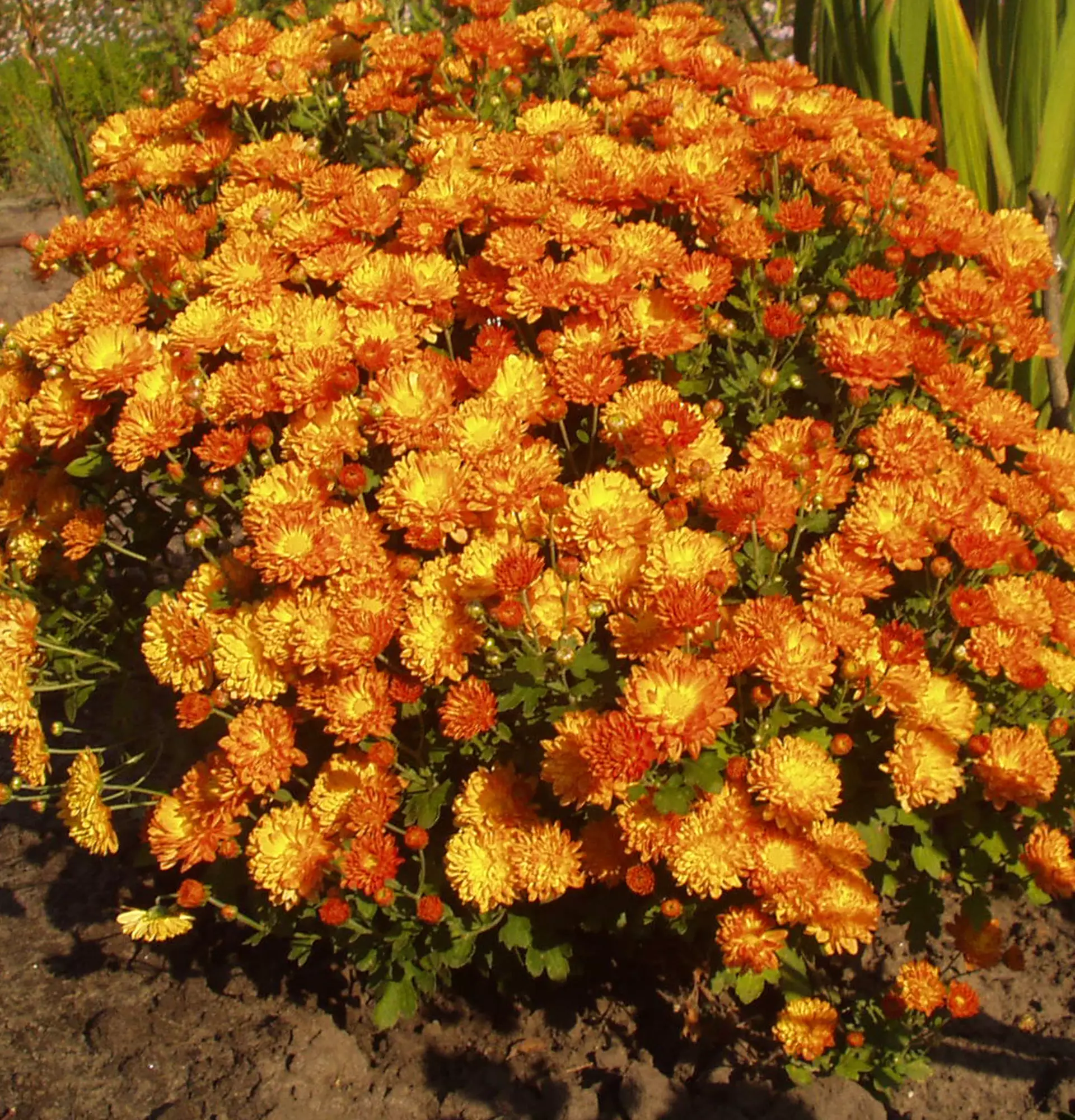 Foto der kugelförmigen Büsche der Chrysanthemen - orange