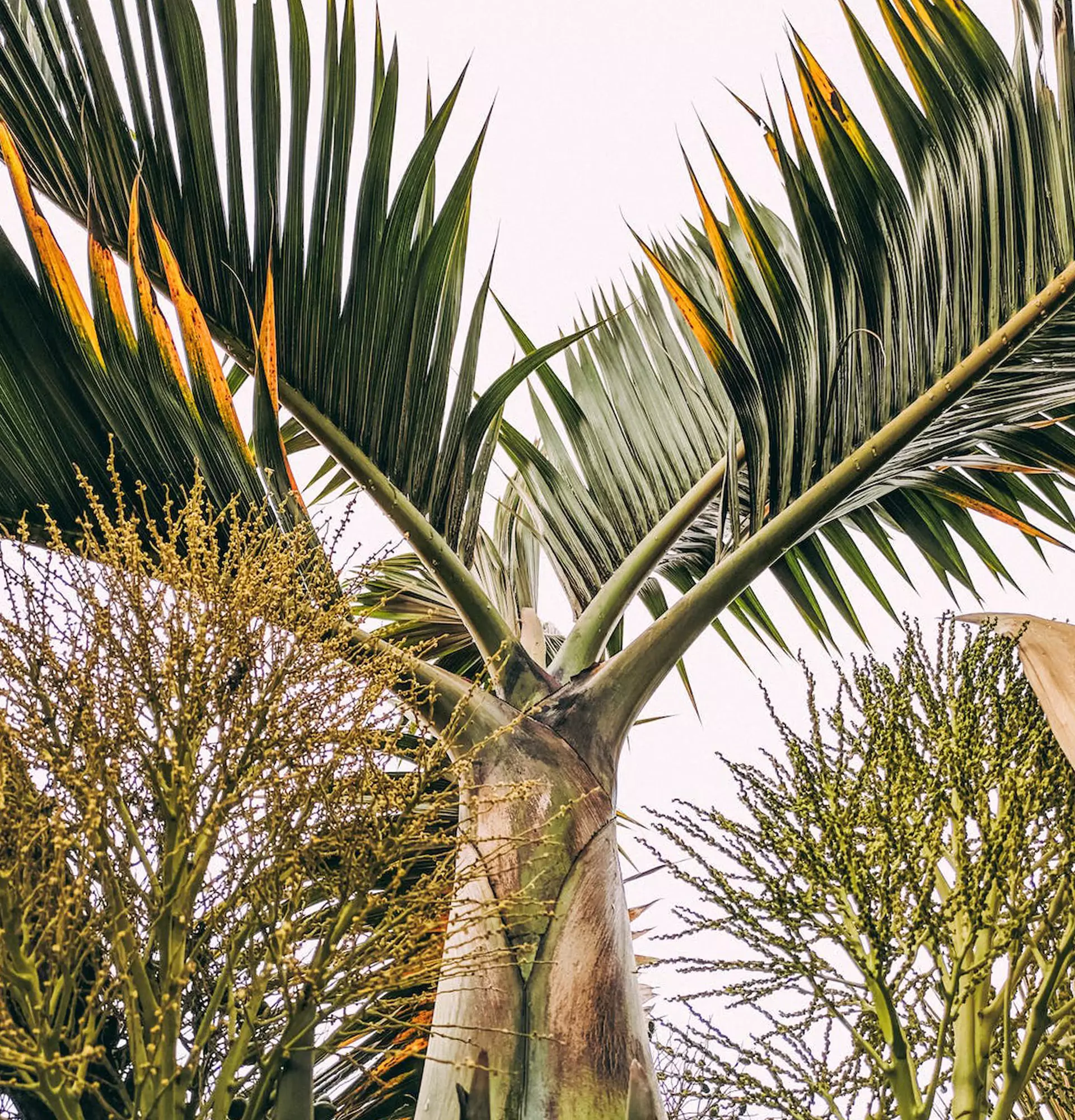 Гиофорба на улице фото - пальма-веретено