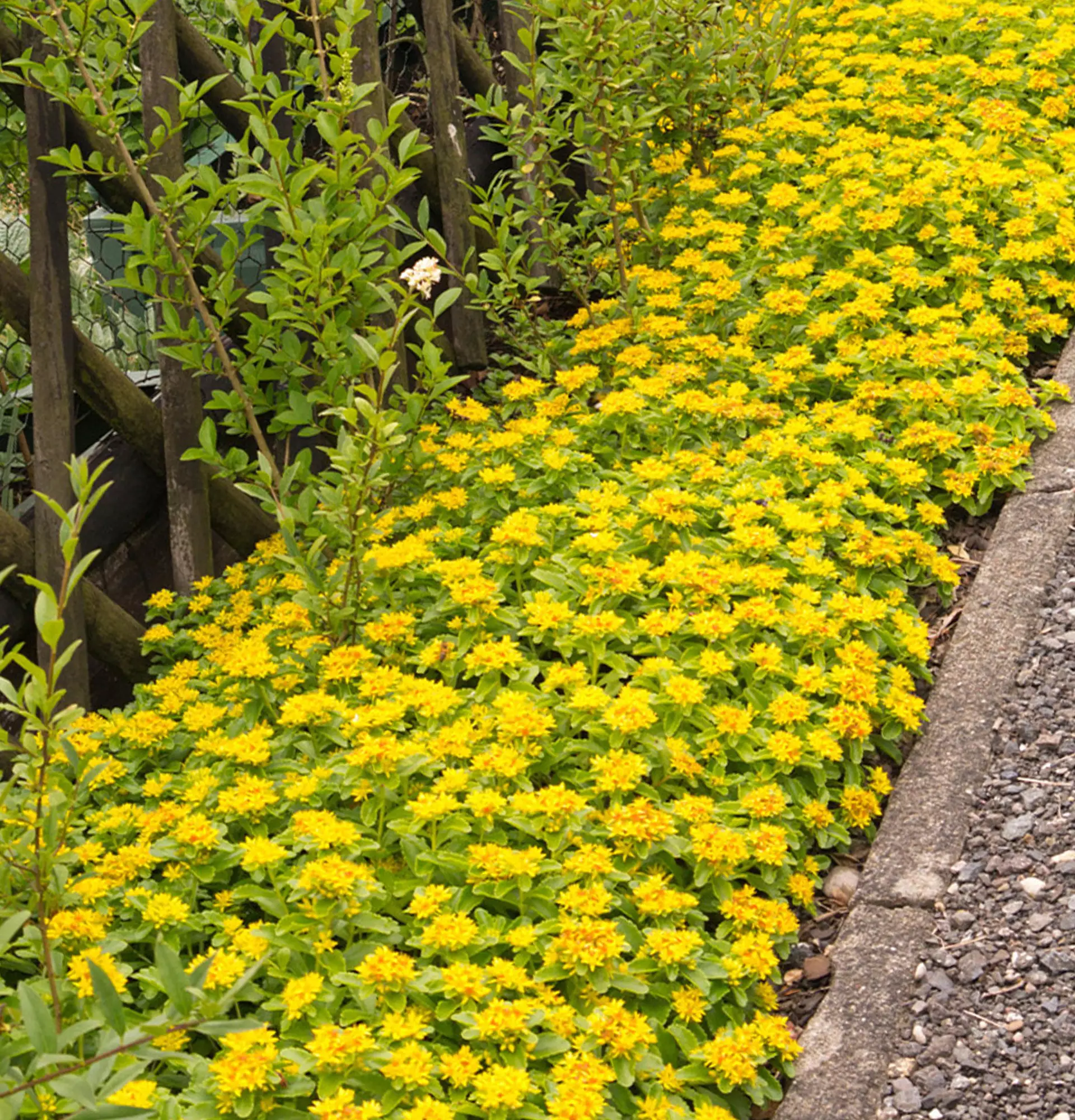 Stonecrop yellow photo - hernia grass