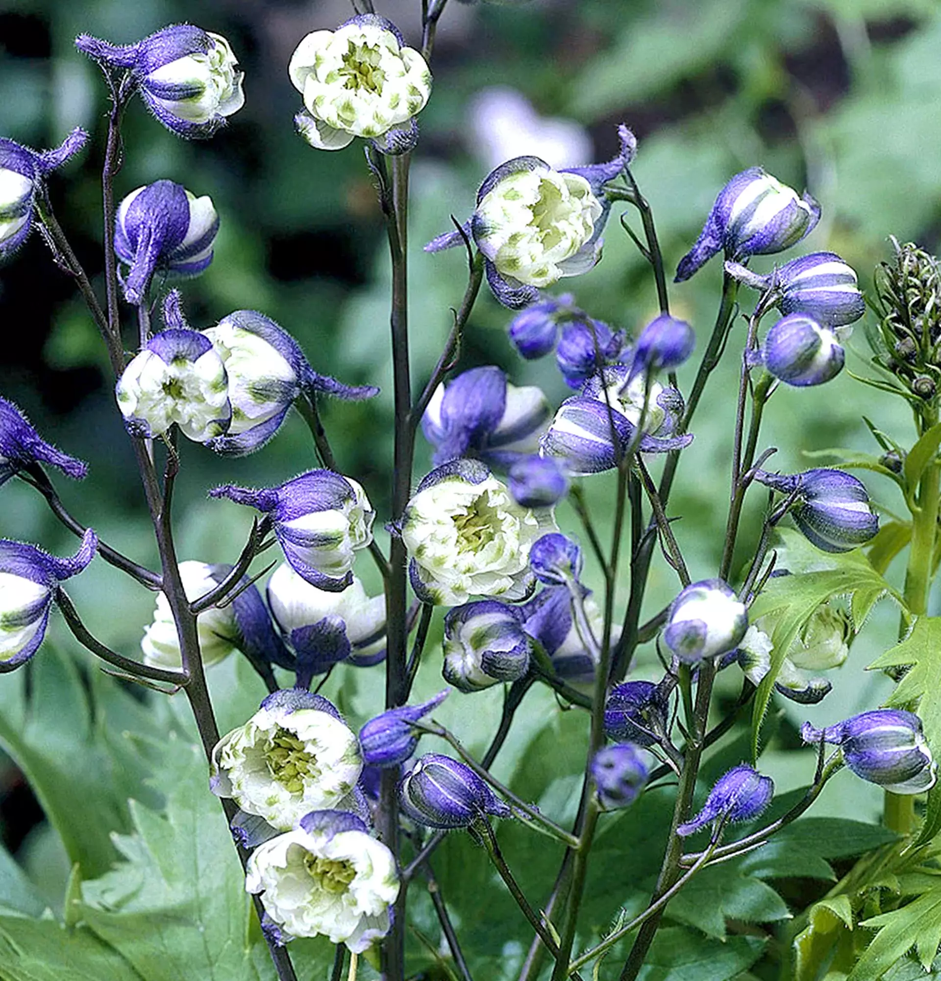 Delphinium weiß-violettes Foto - Sporn