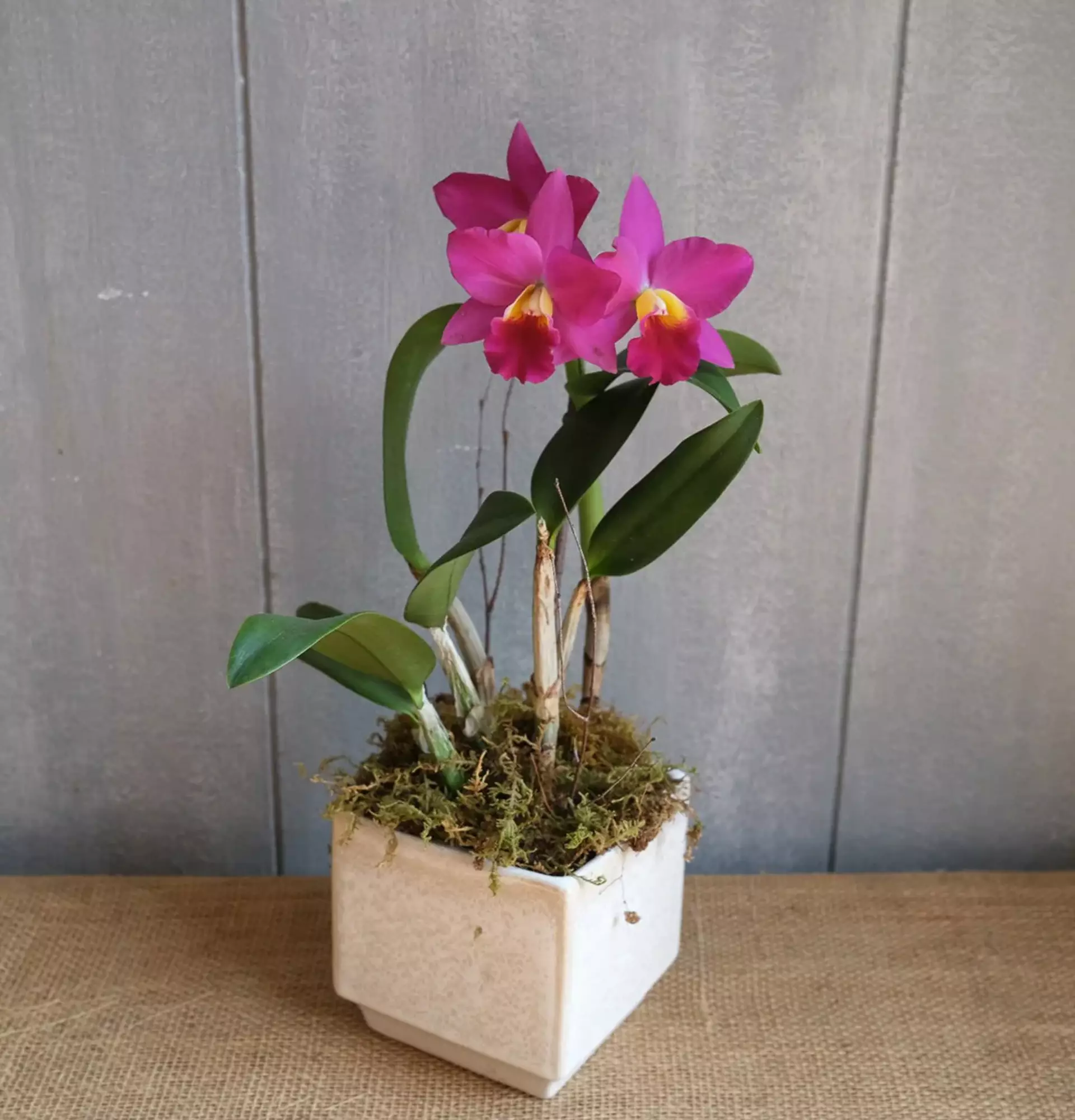 Вазон орхідея Каттлея рожева фото