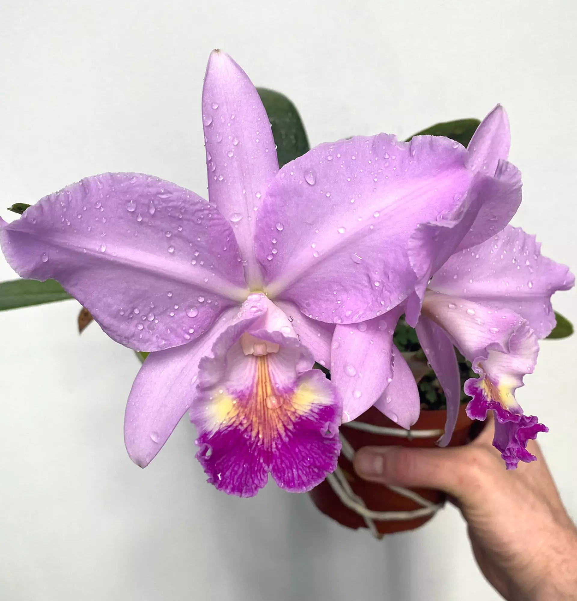 Orchidee Cattleya in einem Topffoto