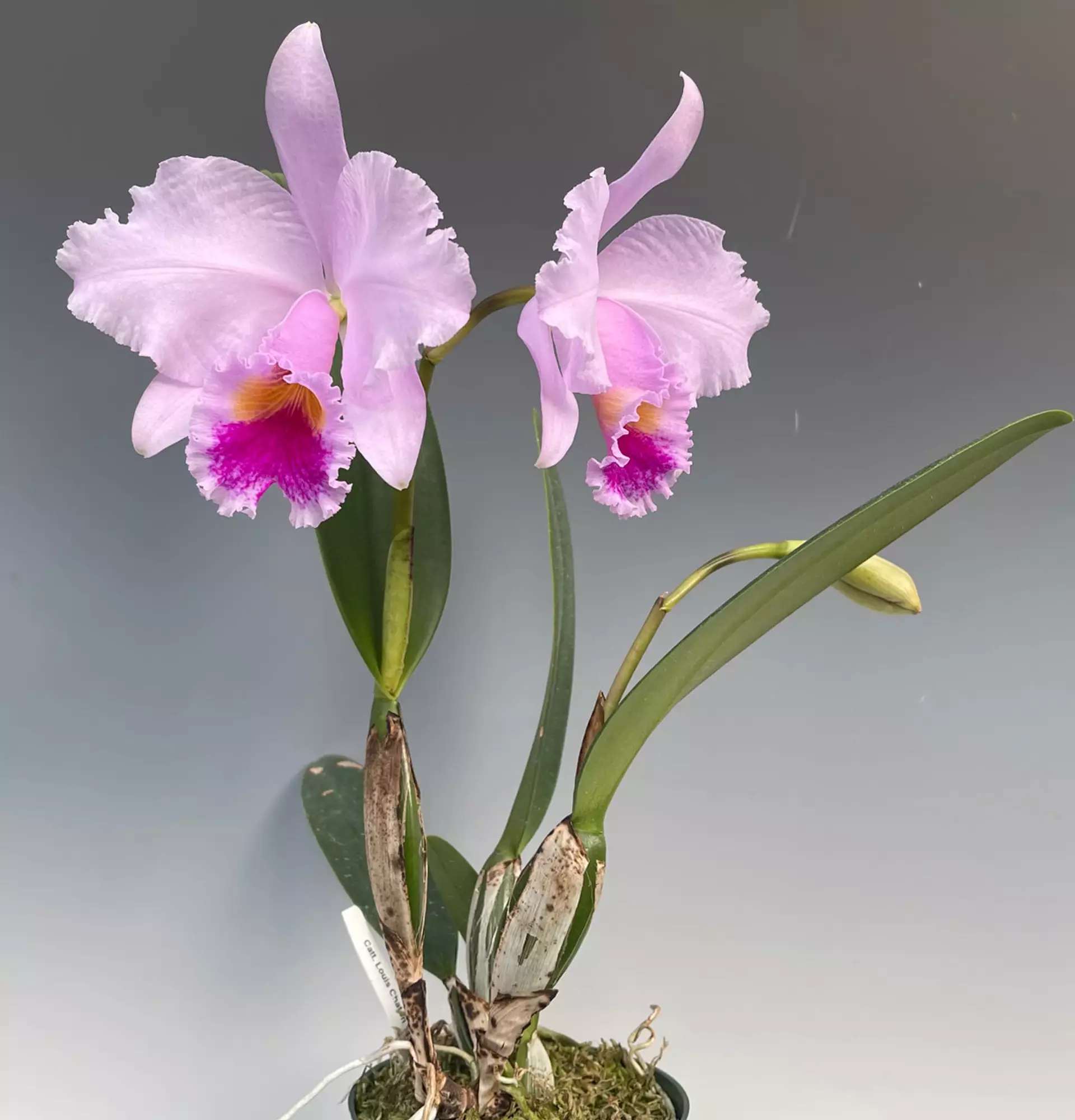 Pink cattleya orchid photo