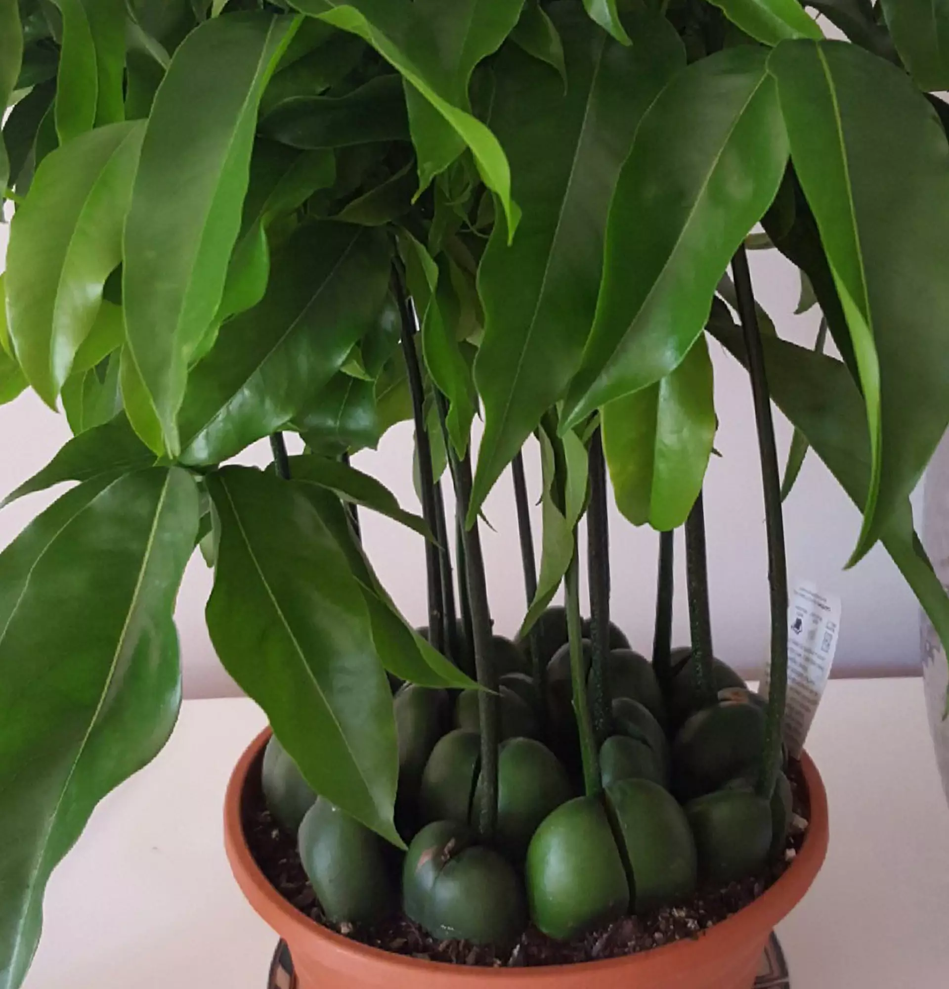 Castanosperium-Foto - schwarze Bohnenpflanze