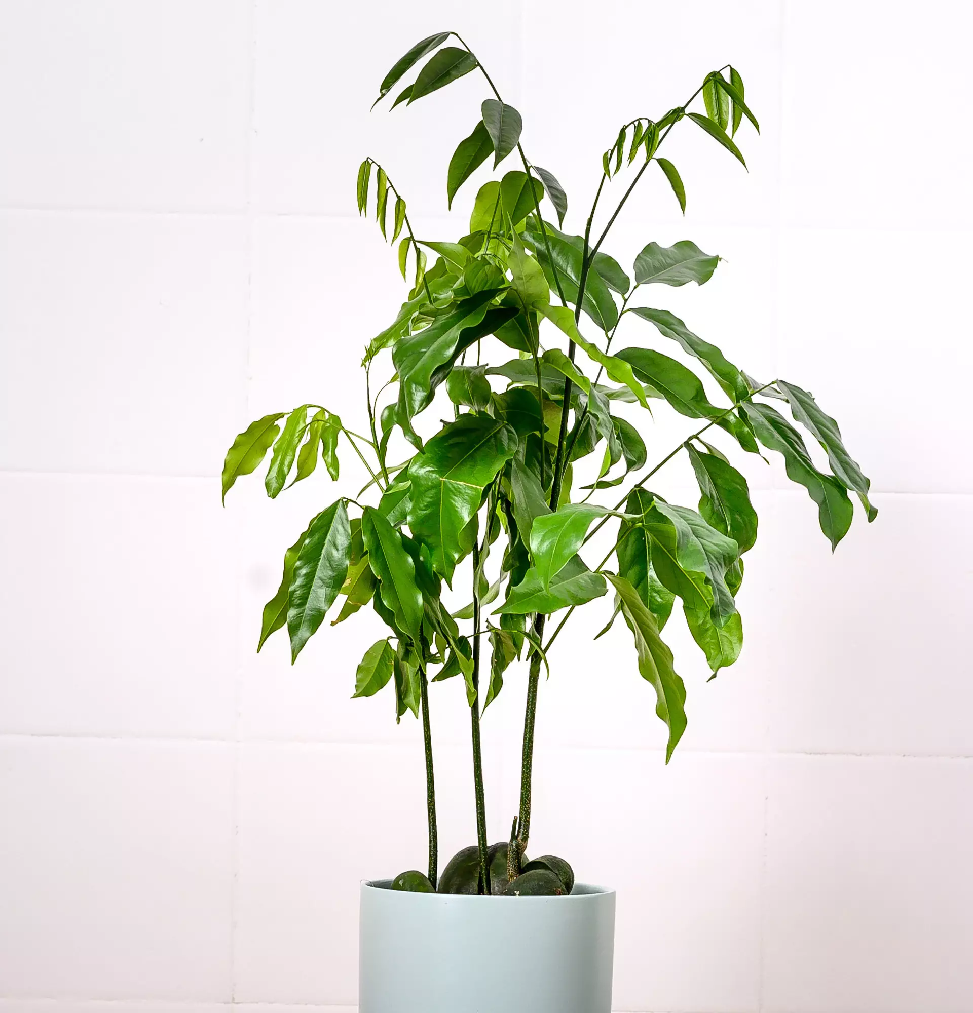 Кастаноспериум фото - растение черный каштан