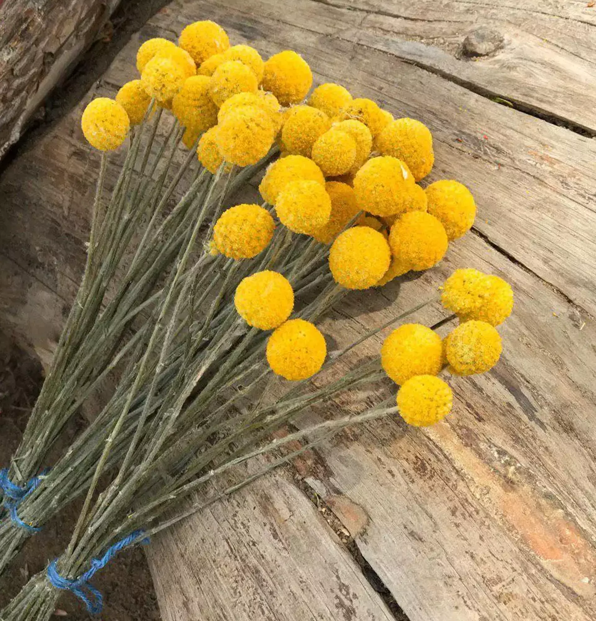 Краспедия в букете фото - желтые цветы
