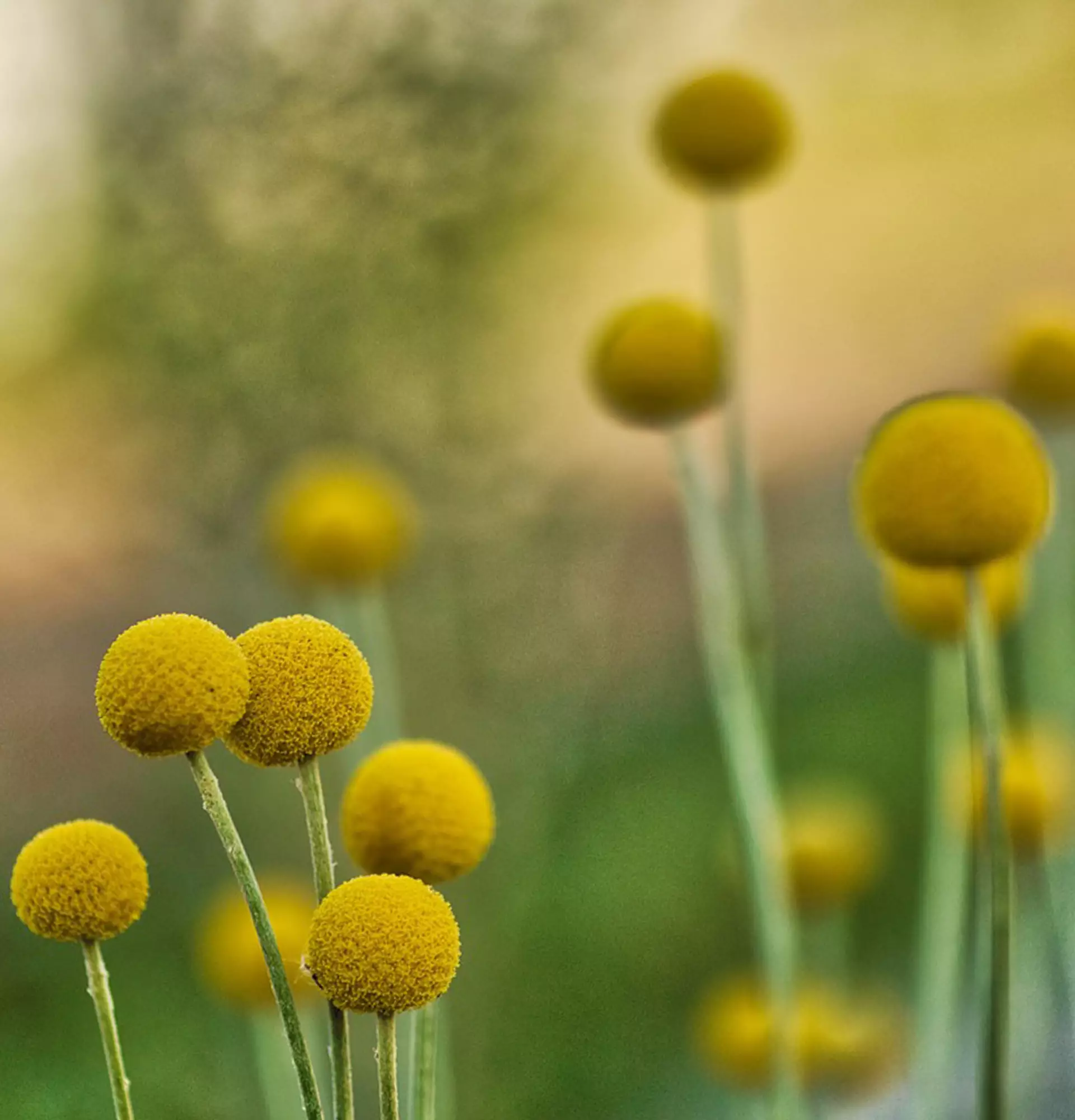 Краспедия фото - желтые шарообразные цветы