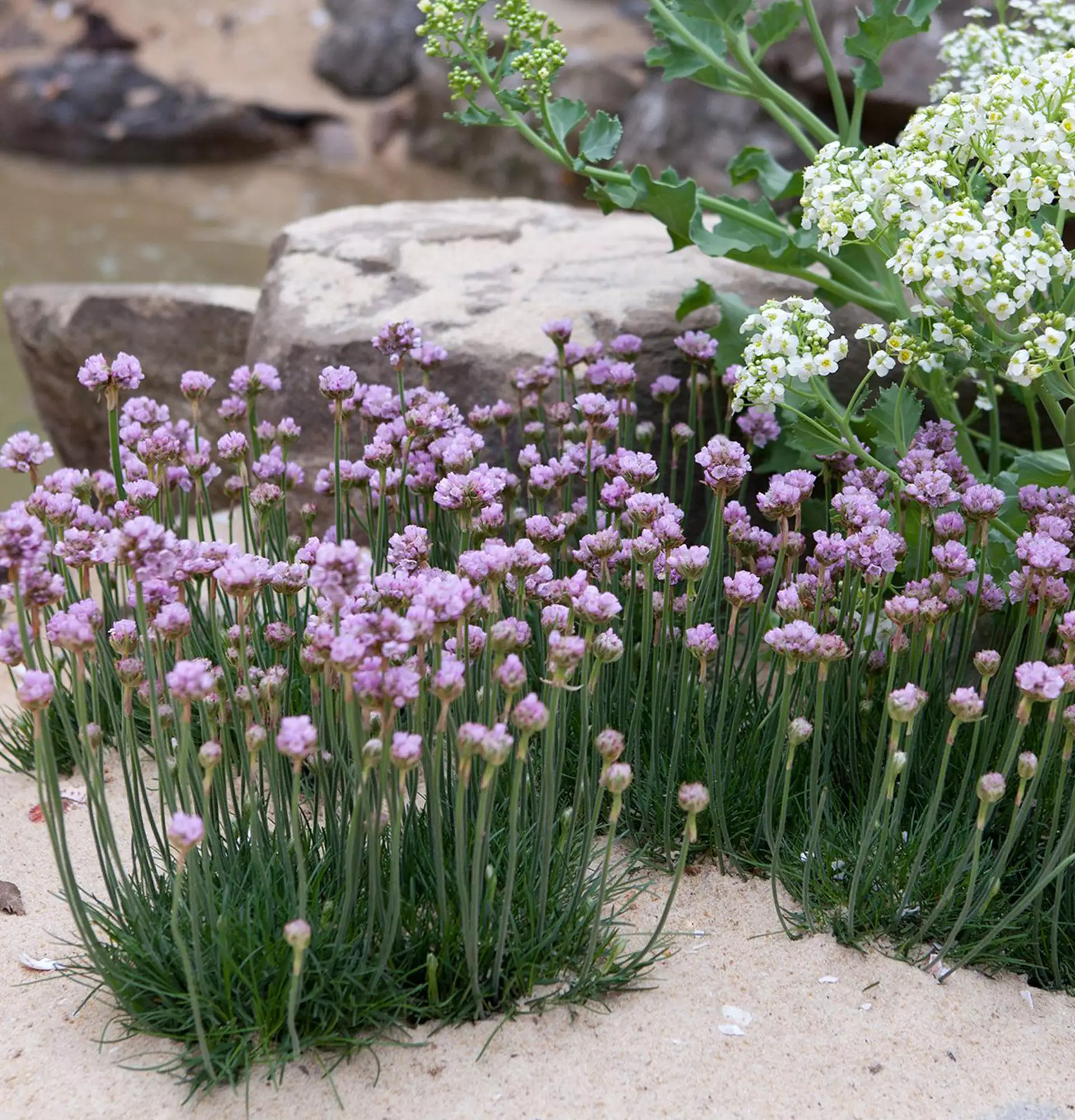Сиреневая армерия фото - садовые цветы