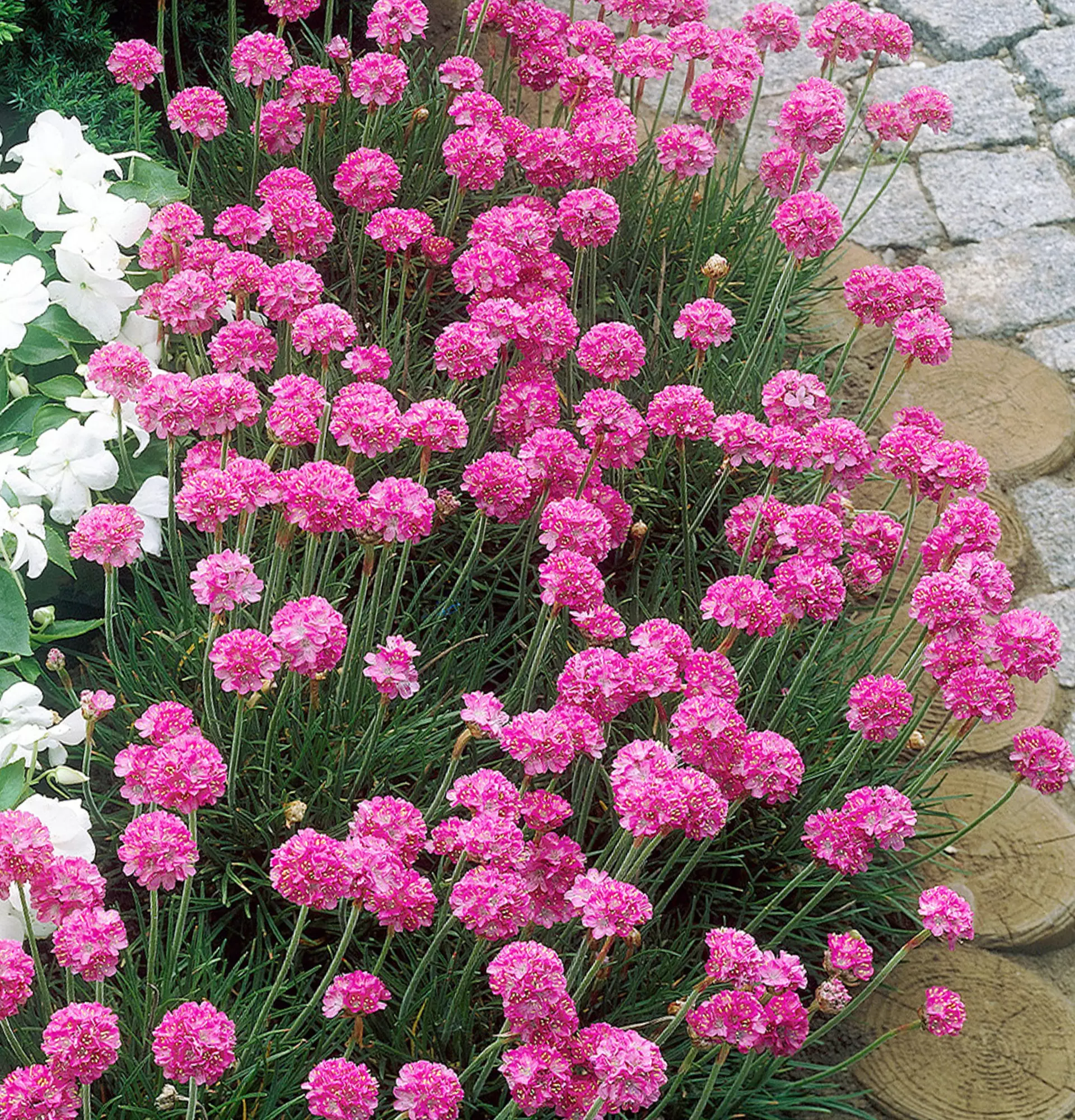 Садовая армерия фото - розовые цветы