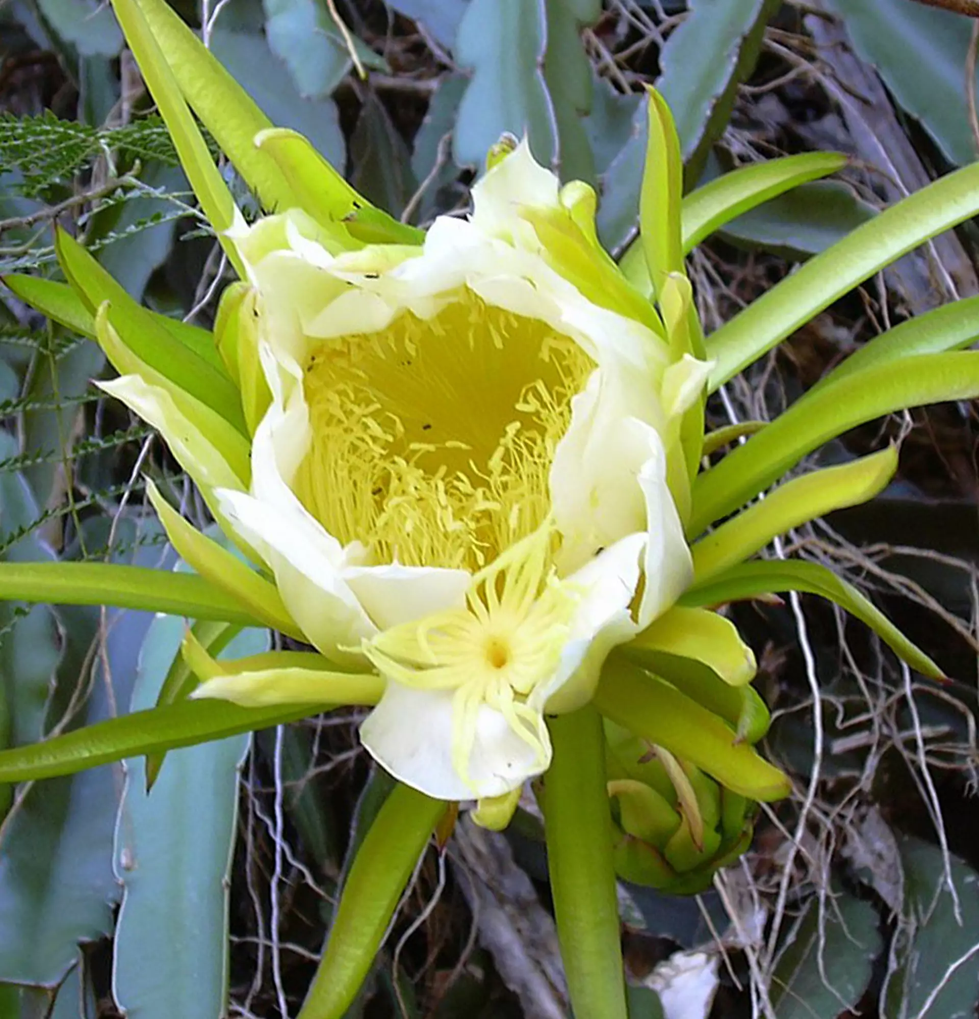 Цветущий Гилоцереус фото - кактусы