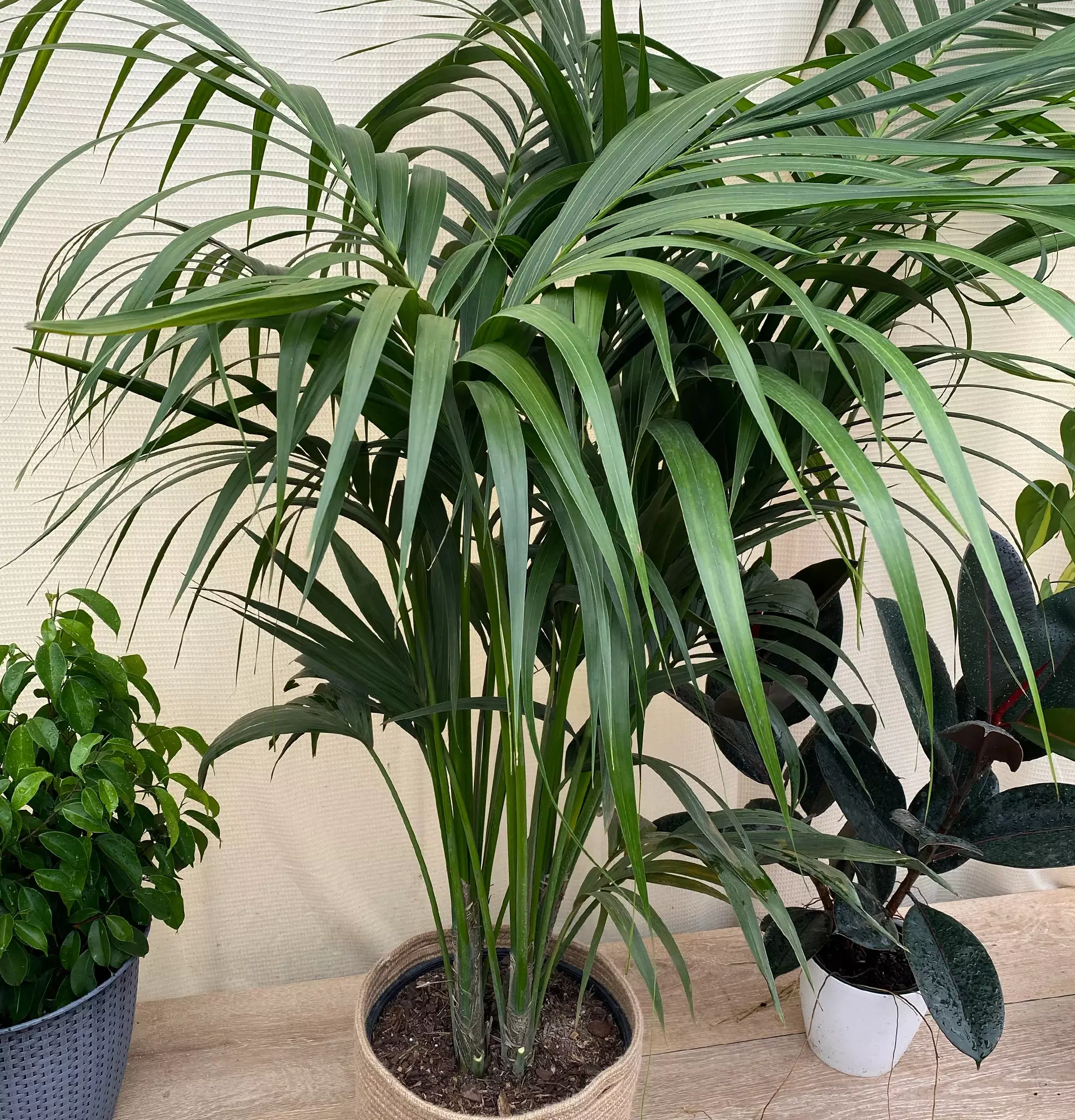 Hovea palm photo - kentia