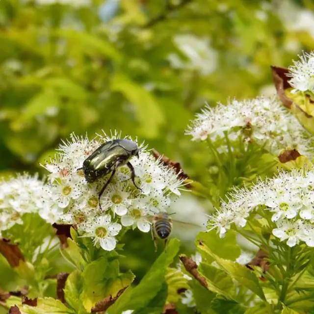 Samorodek pęcherzyka - zdjęcie physocarpus