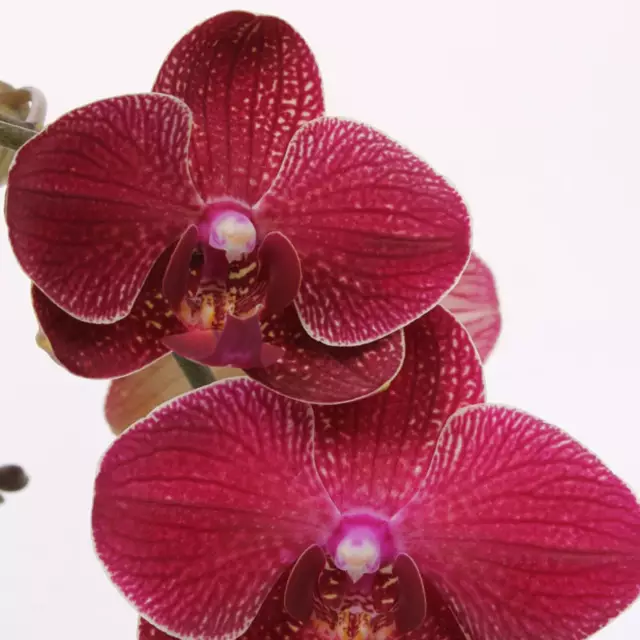 Zdjęcie Phalaenopsis Kimono - kwiat malajski