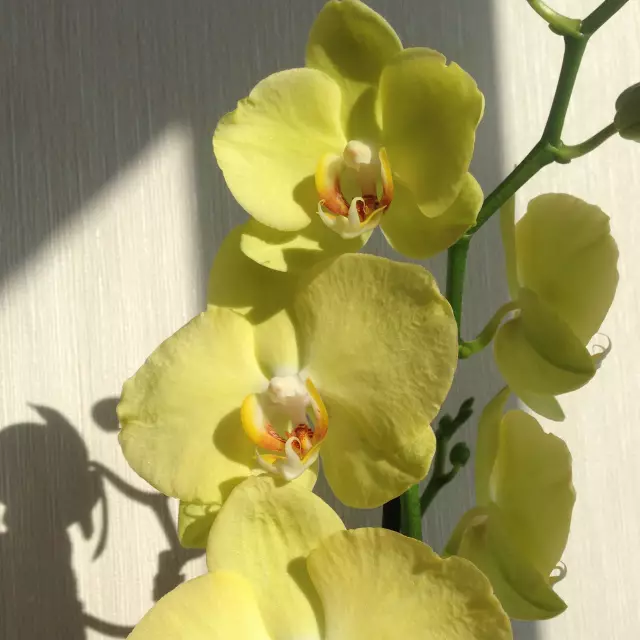 Zdjęcie Phalaenopsis Ferrara - orchidea