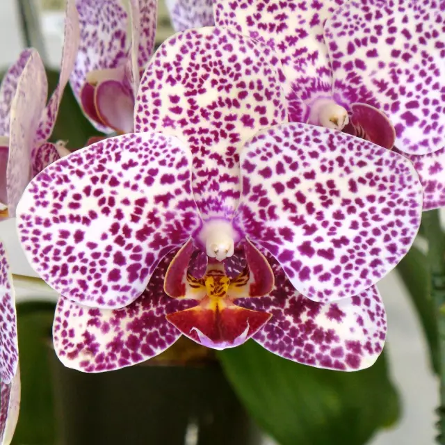 Фаленопсис Ягуар фото - орхидеи