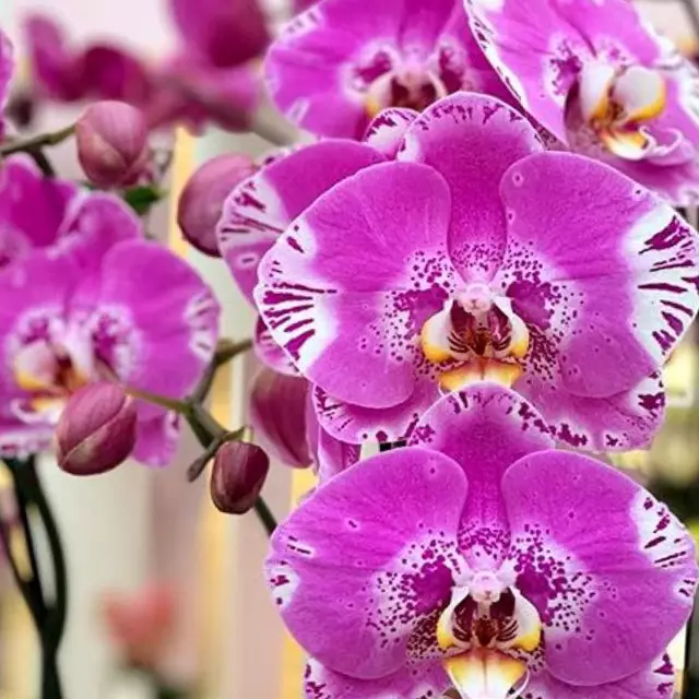 Фаленопсис Викторио фото - орхидея-бабочка