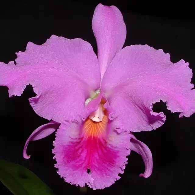 Zdjęcie Cattleya Labiata - Orchidaceae