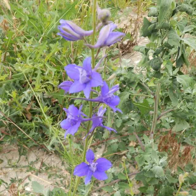 Delphinium ajax Foto - Sporn ajacis